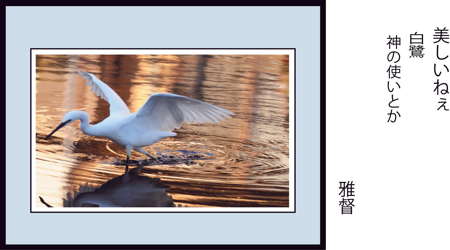 写真を愉しむ 美しいねぇ 白鷺 神の使いという言葉がふっと浮かぶ
