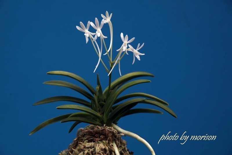 富貴蘭「黄宝」の花(過去の画像倉庫から)｜KJ Morison