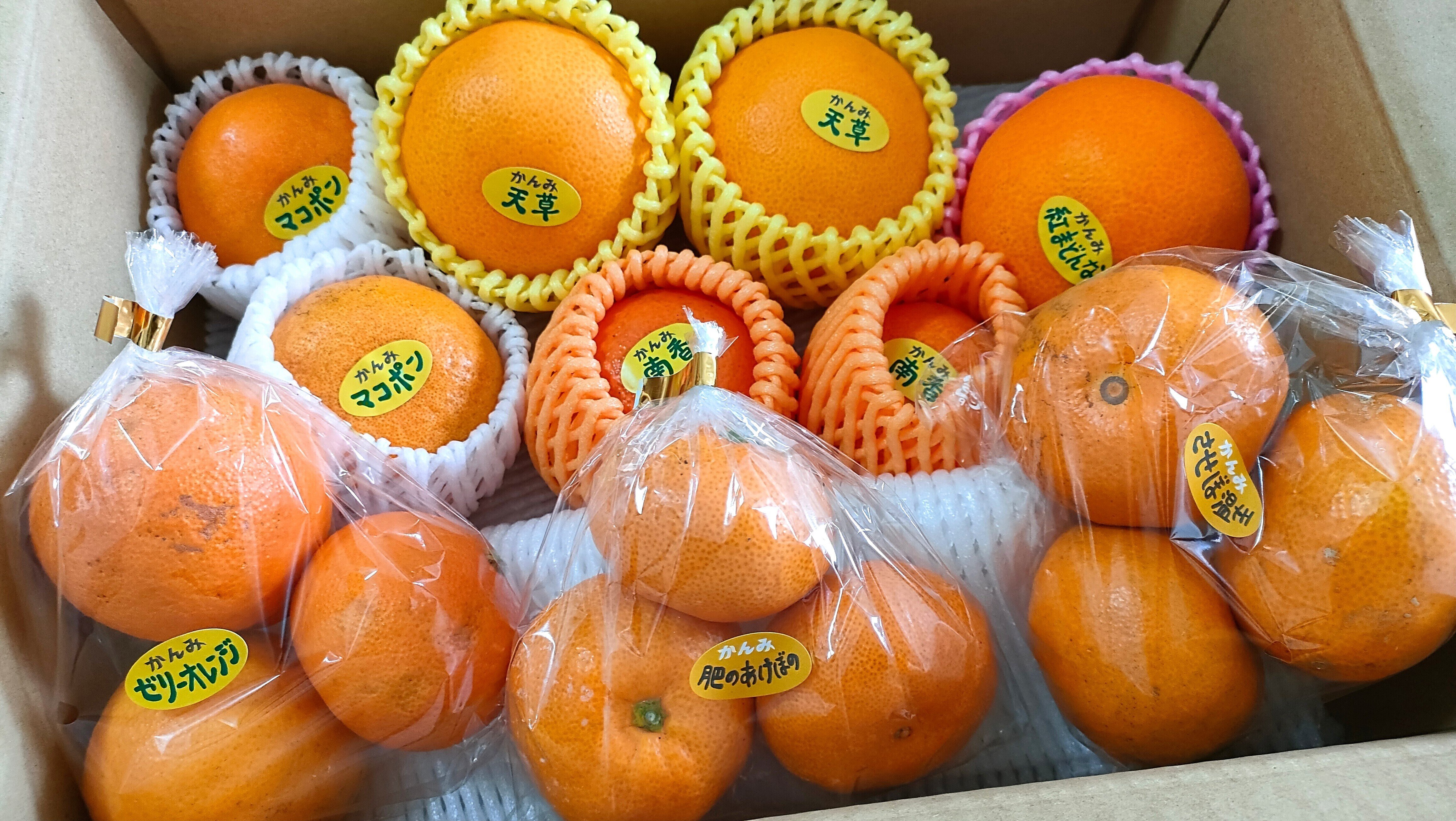 みかん 温州みかん 「 早生 5kg 」 水本オレンジガーデン | フルーツ 果物