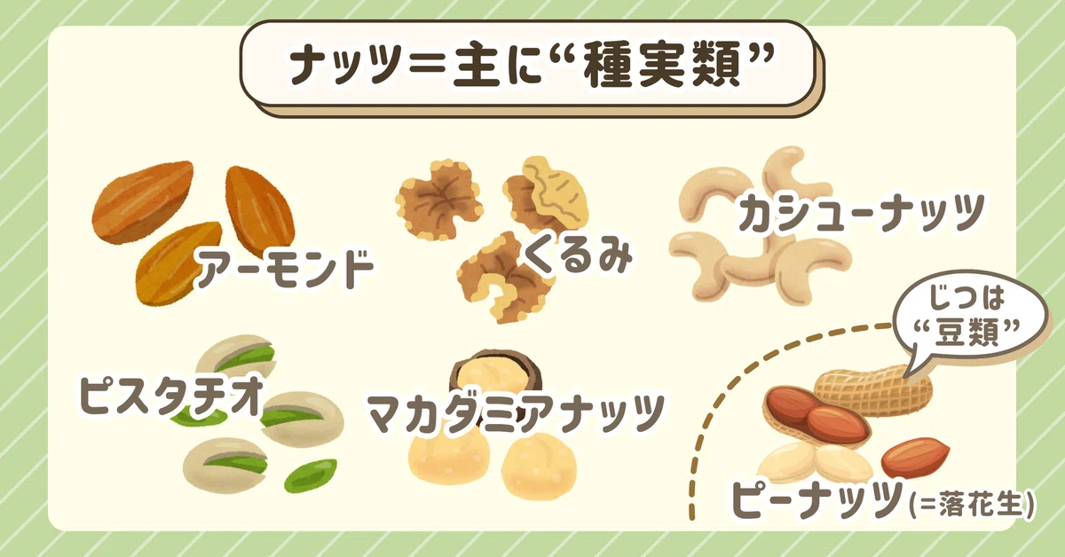 管理栄養士が教える#05「知っておきたい“ナッツ”の基本と、上手な取り入れ方」|わかばホールディングス(株式会社わかば・フルタイズ株式会社)