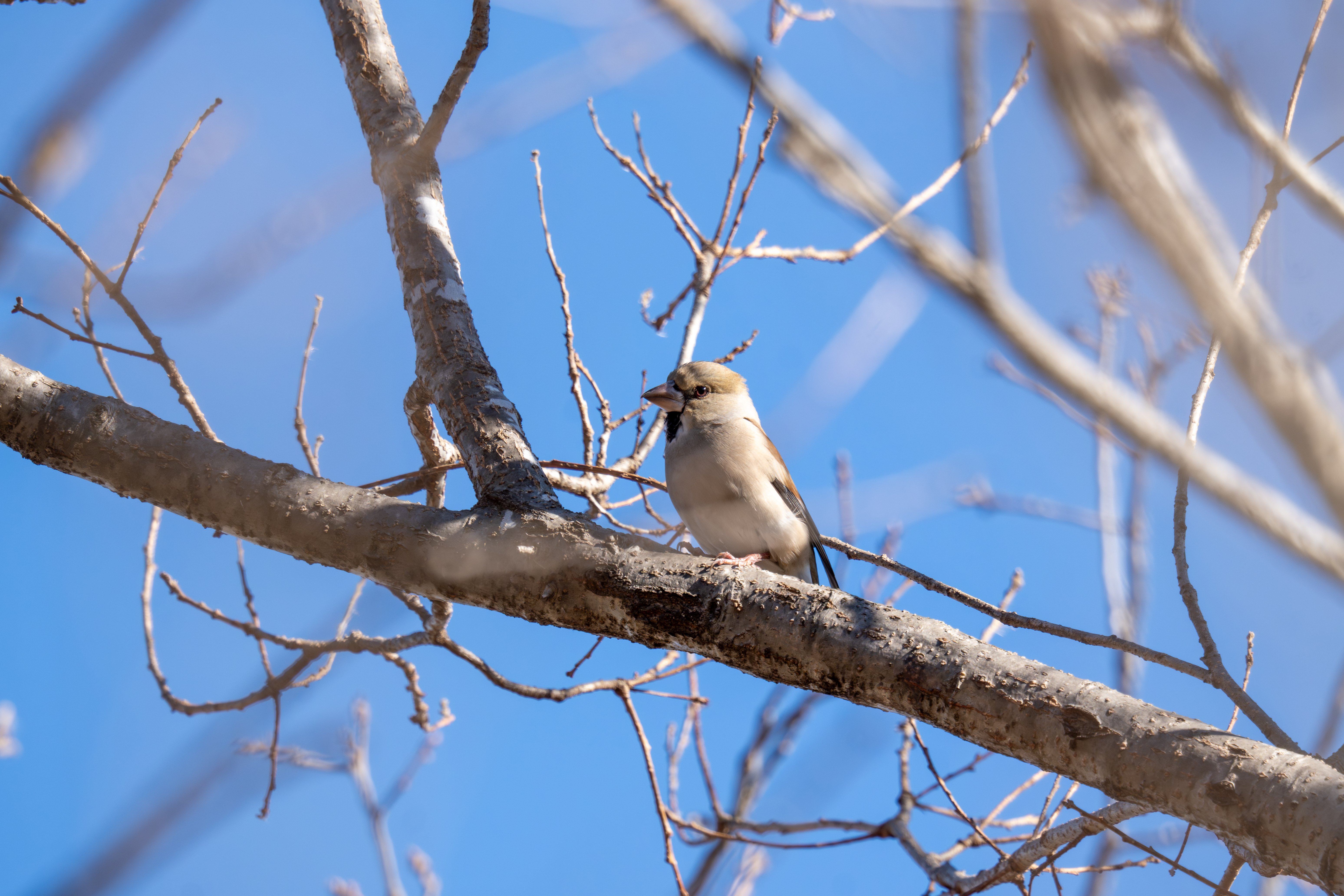 冬の渡良瀬遊水地の野鳥 2026年1月編｜Hiro