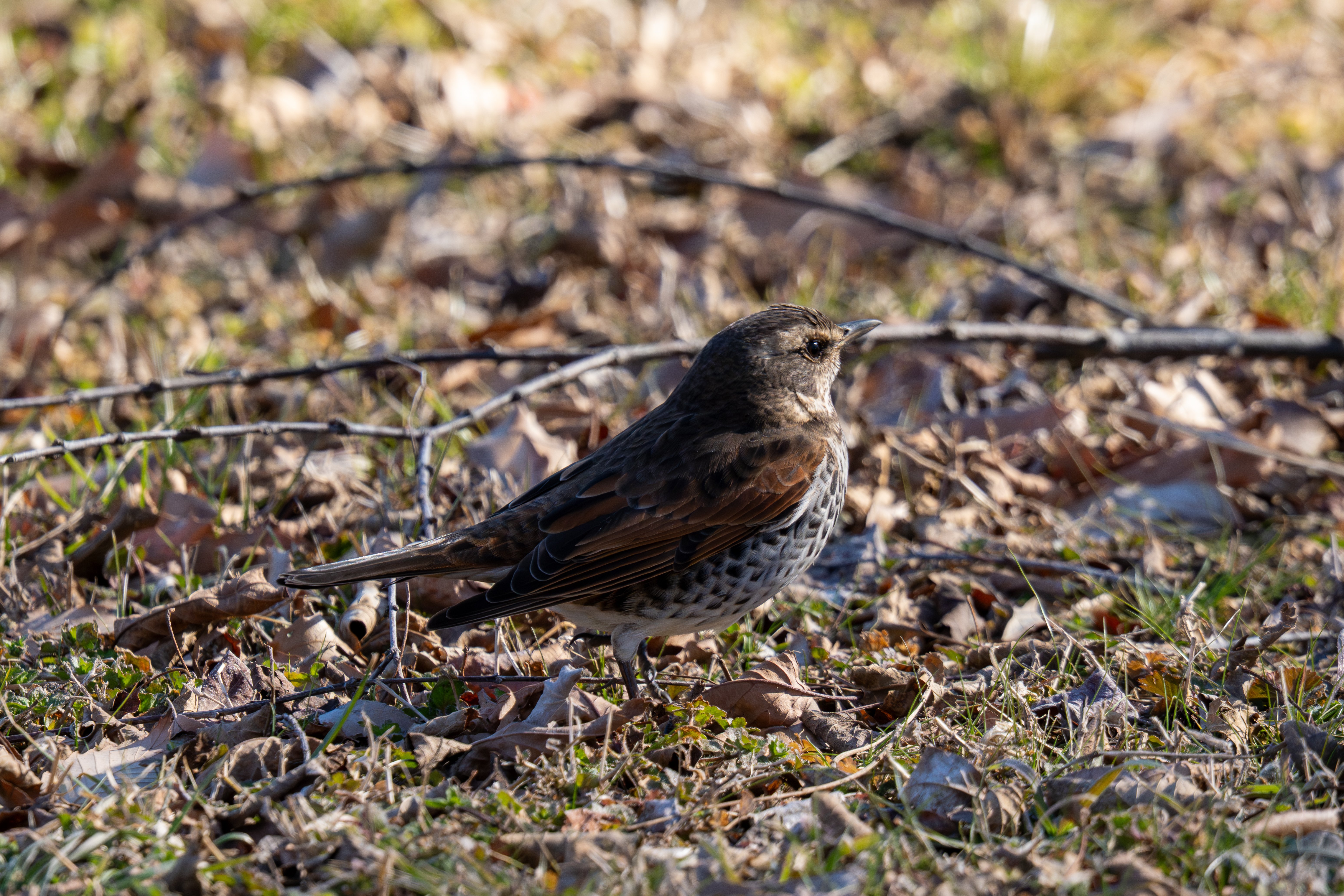 冬の渡良瀬遊水地の野鳥 2026年1月編｜Hiro