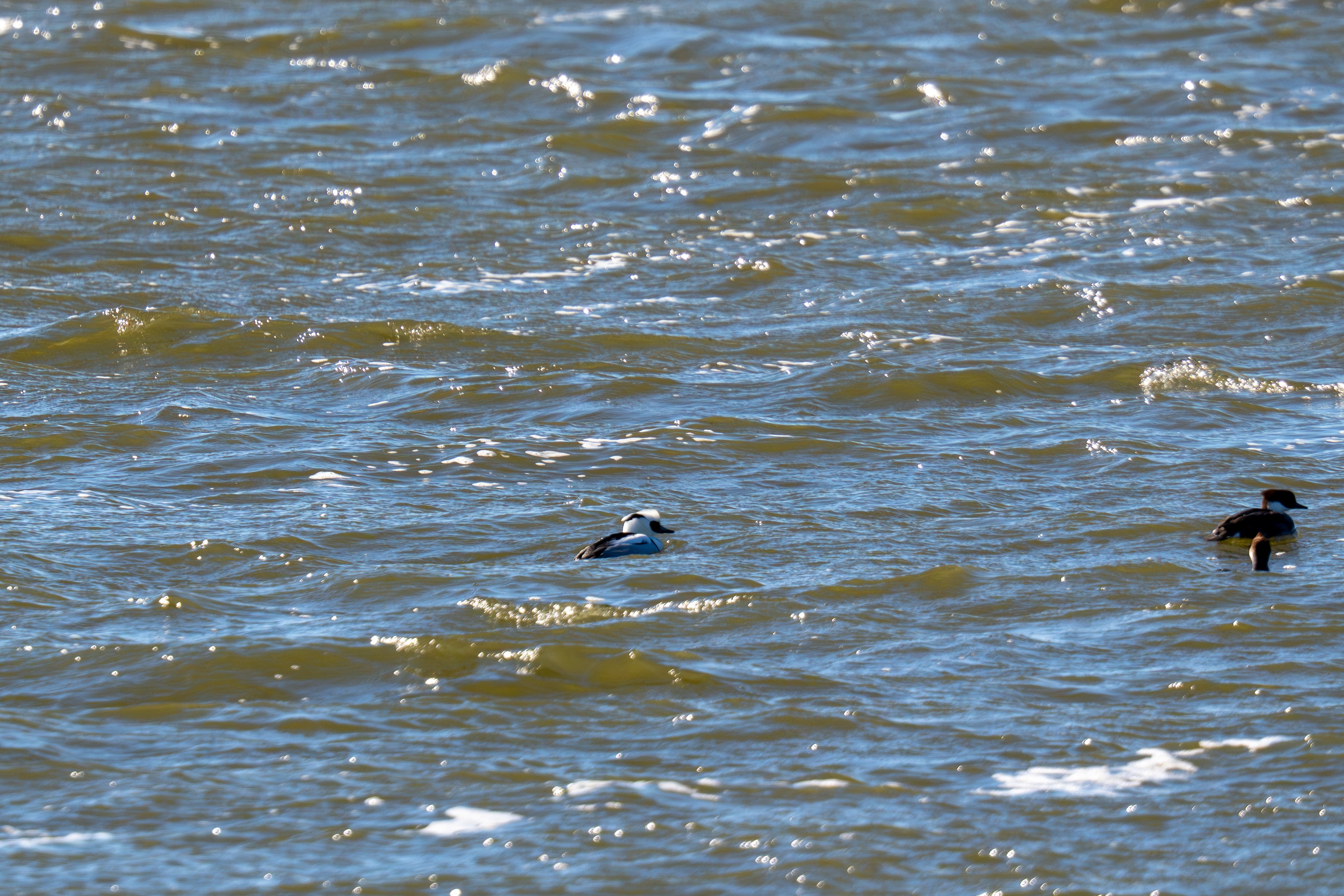 冬の水鳥（写真） 冬の渡良瀬遊水地の野鳥 2026年1月編｜Hiro