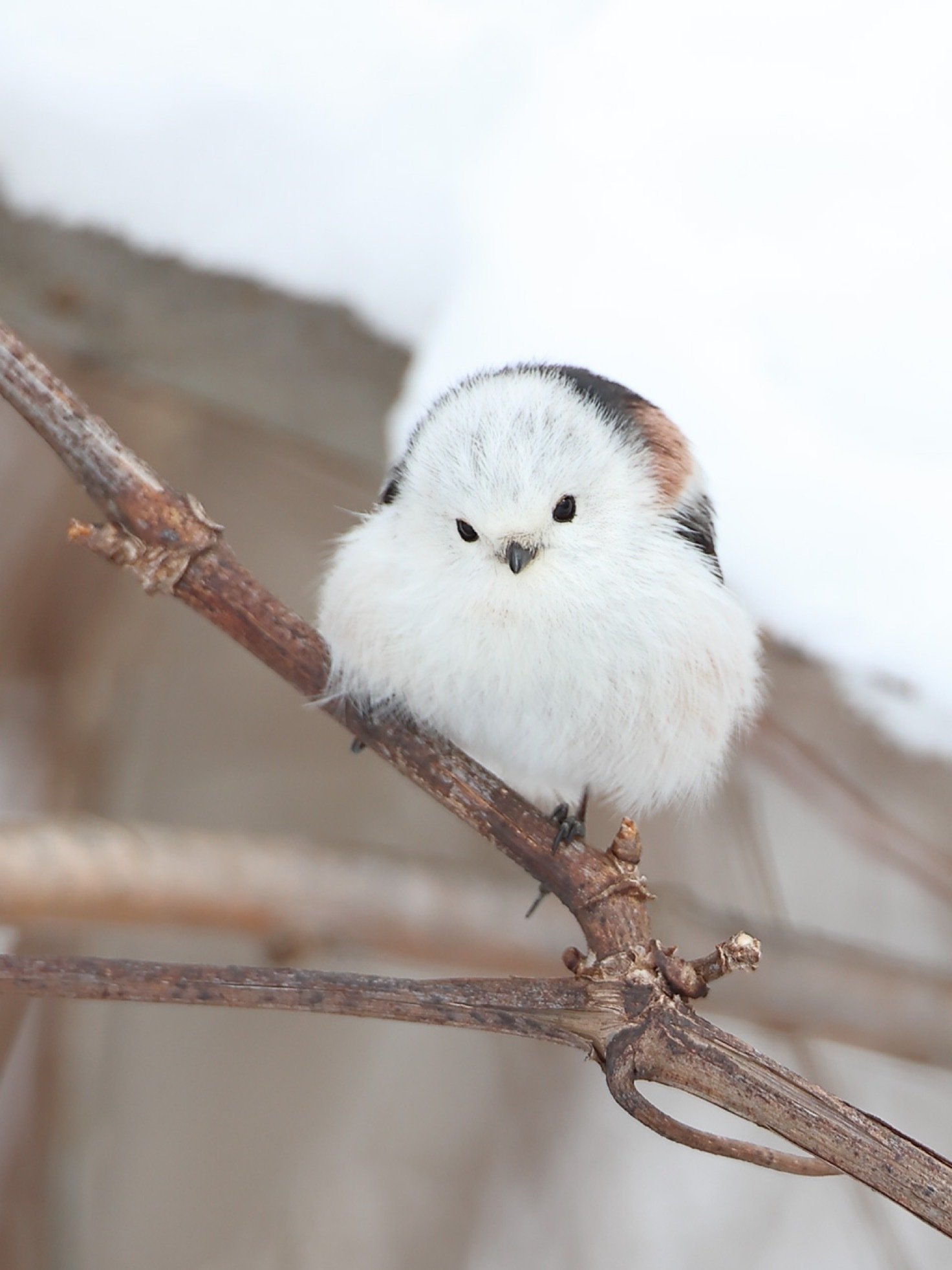 1月20日の「シマエナガの日」に向けて｜orange.sky シマエナガとその仲間達