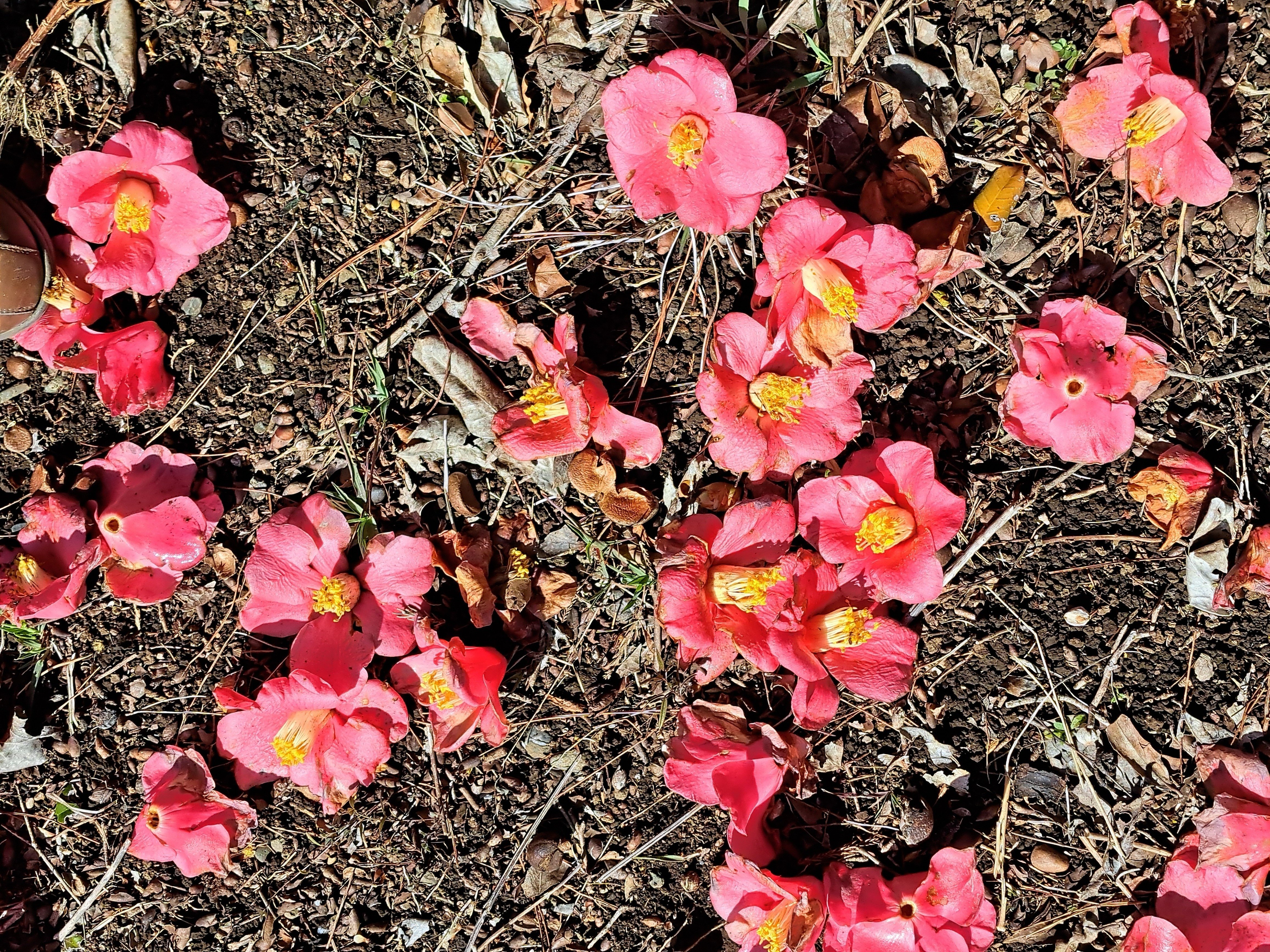 2025年の＜落椿スケッチ＞の彩色、迷いました｜わたなべ・えいいち