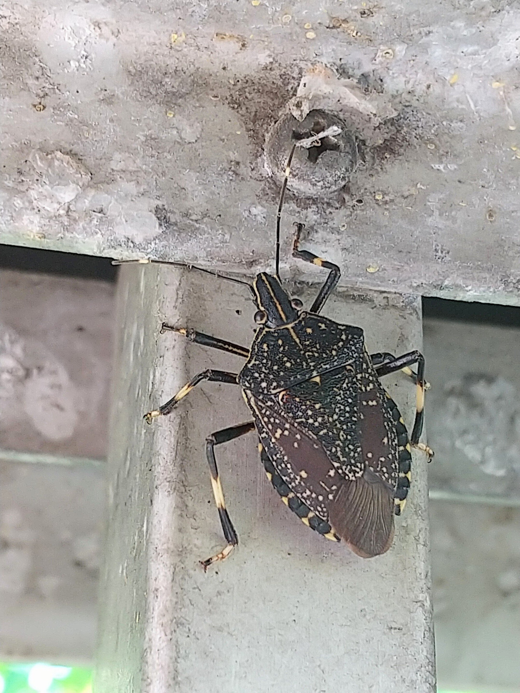 2025年のキマダラカメムシ｜kisakino_mina