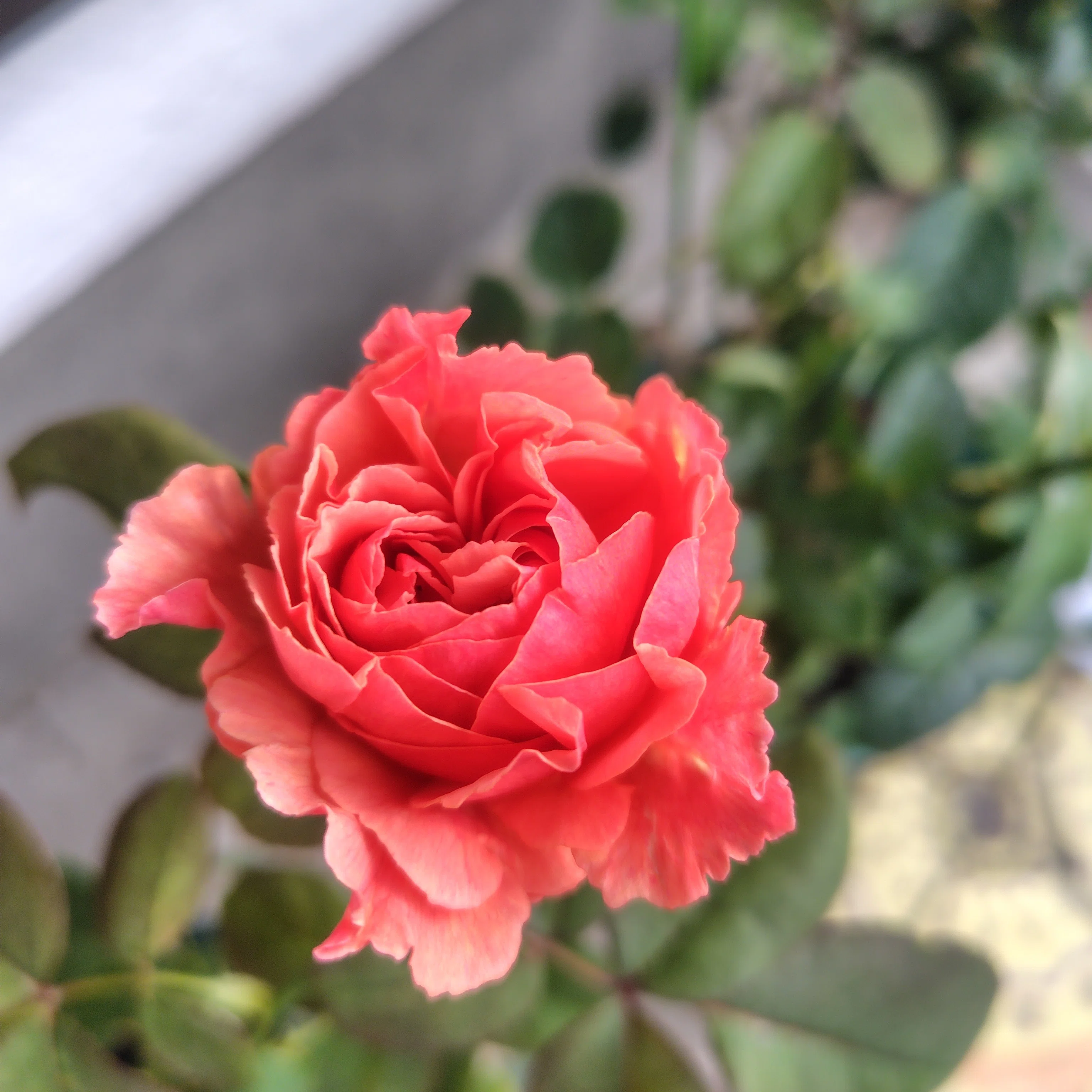 和バラ接木苗 和バラ開花接木苗 和バラ接木開花大苗 和バラ