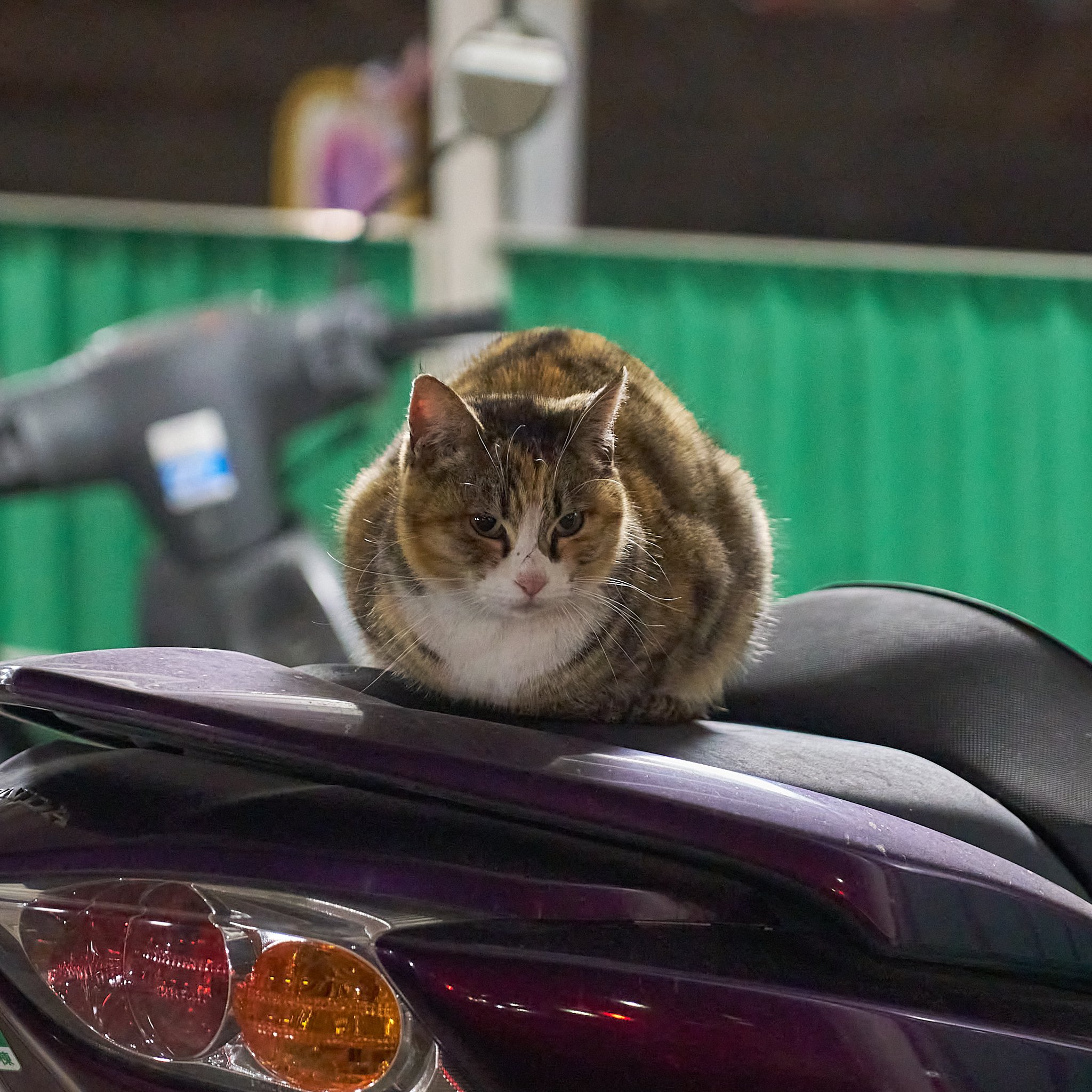 Today's neighborhood cat 20260113｜kuronekonyasan