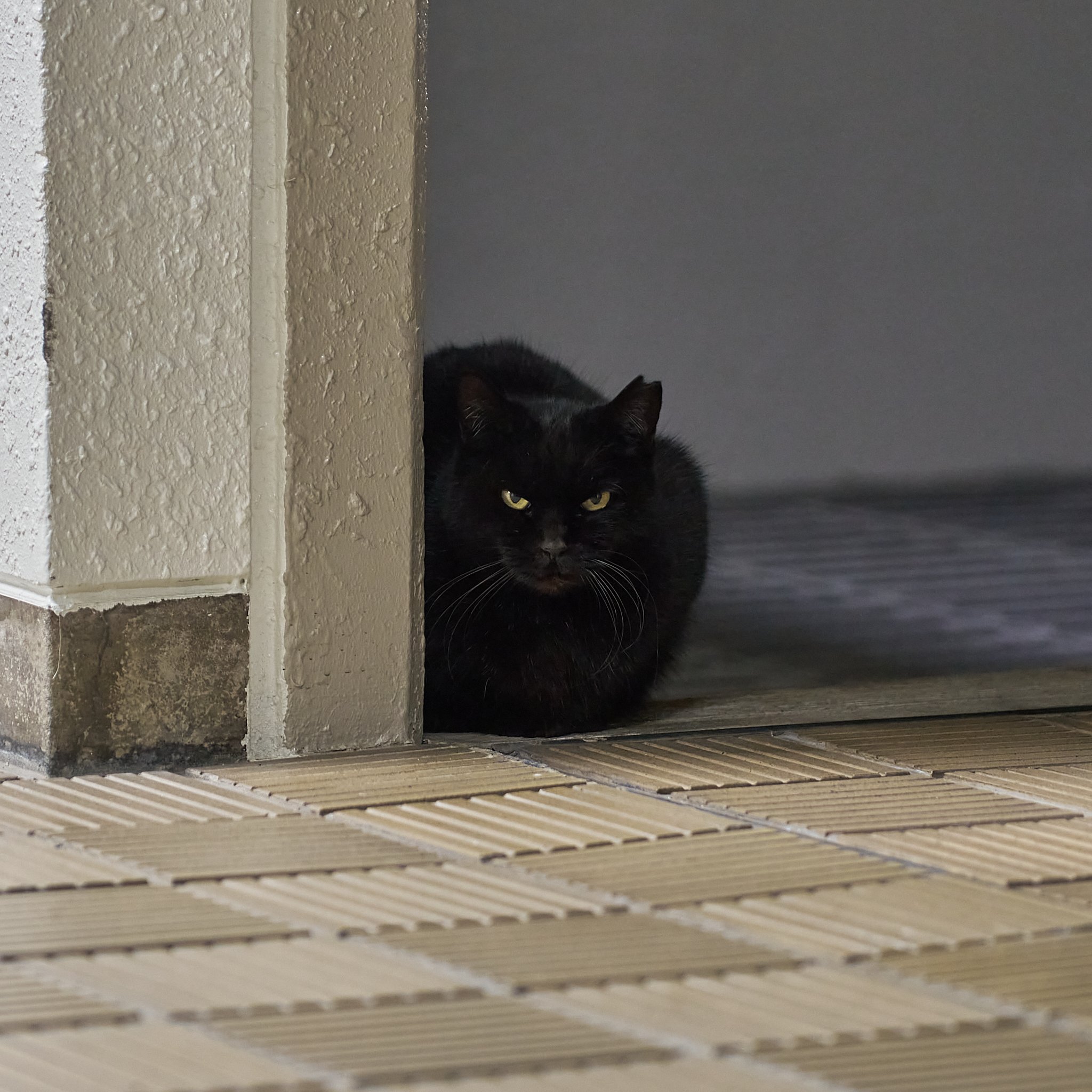Today's neighborhood cat 20260113｜kuronekonyasan