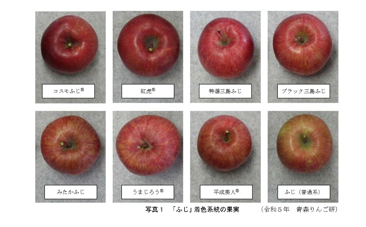 ♡りんご様ご確認♡ Apple”の認証画面が難しすぎる！…ログインできない人続出中「まさか