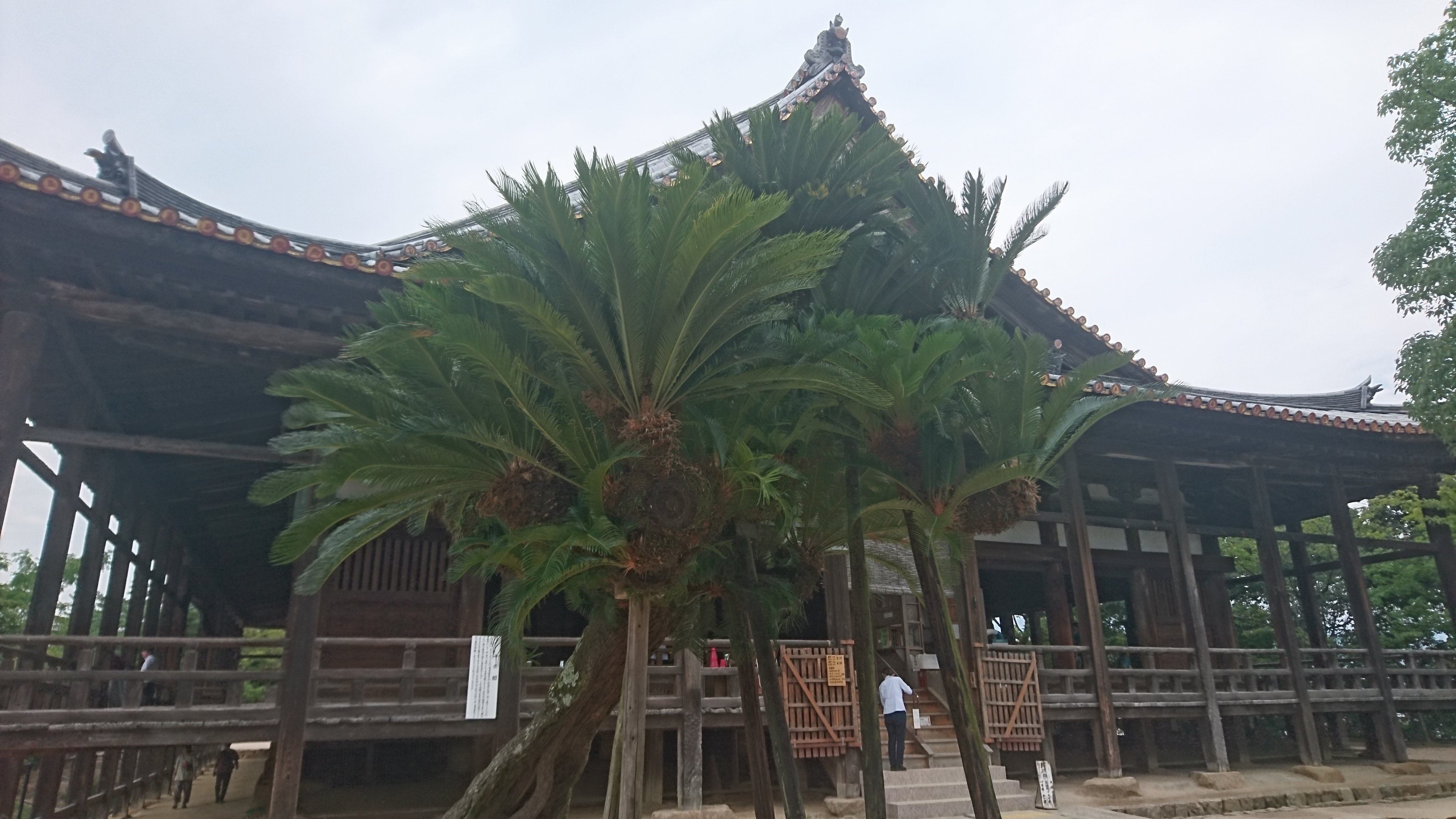 ヤシの木を語る1（日本原産のヤシの木たち）｜サイクロン