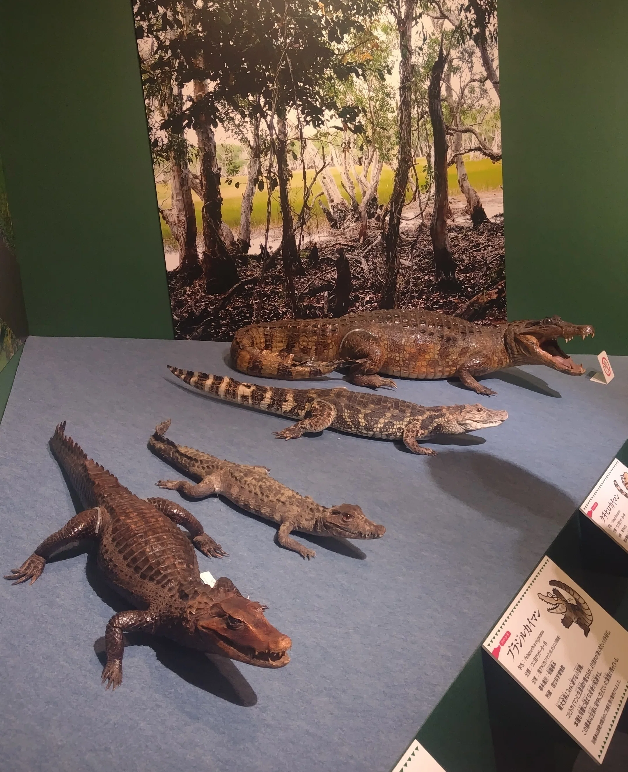 ワニ展行ったよ｜MATSUMO