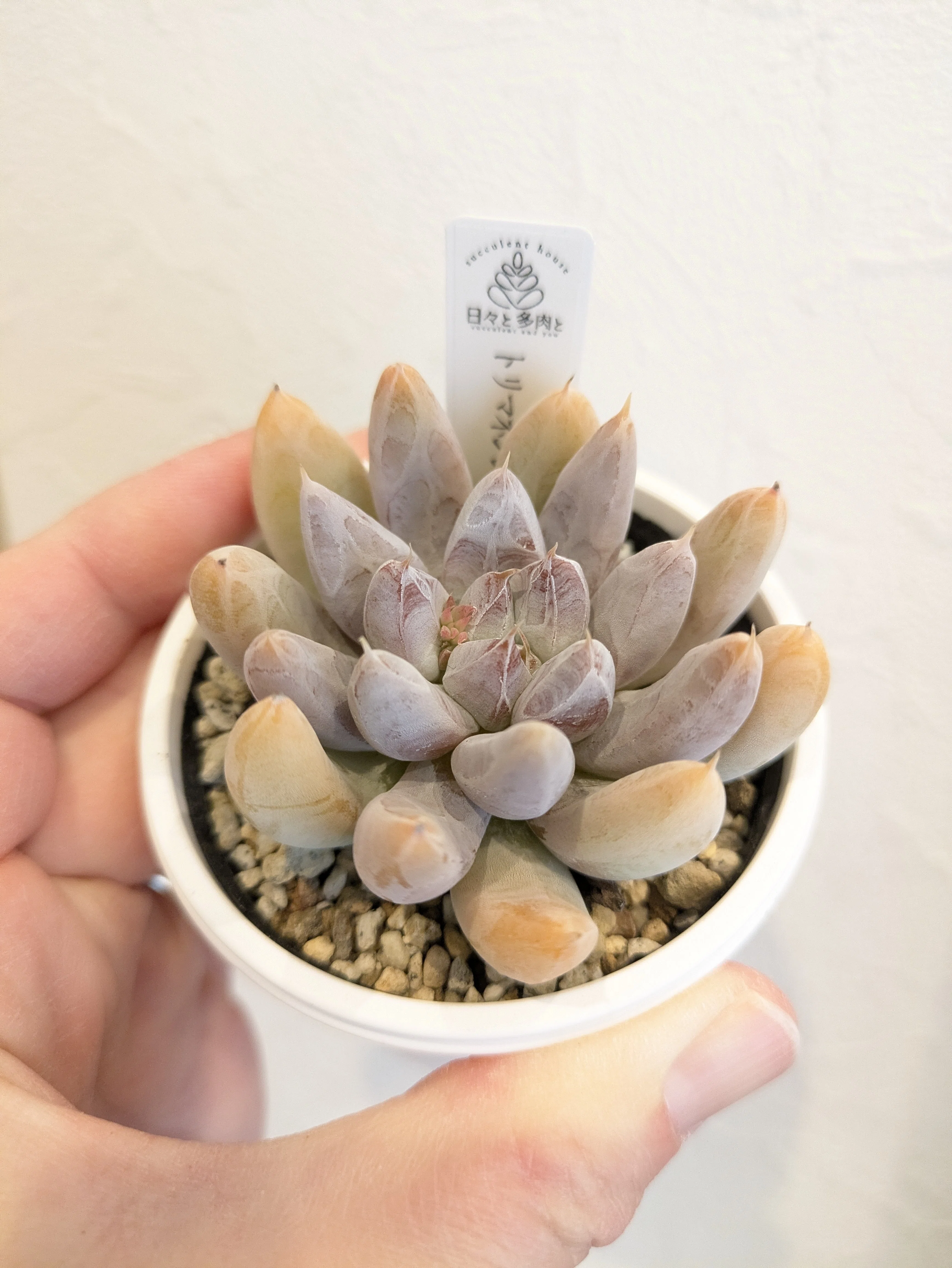 多肉植物】エケベリア属トリマネンシス をお迎えしました!!｜そよ