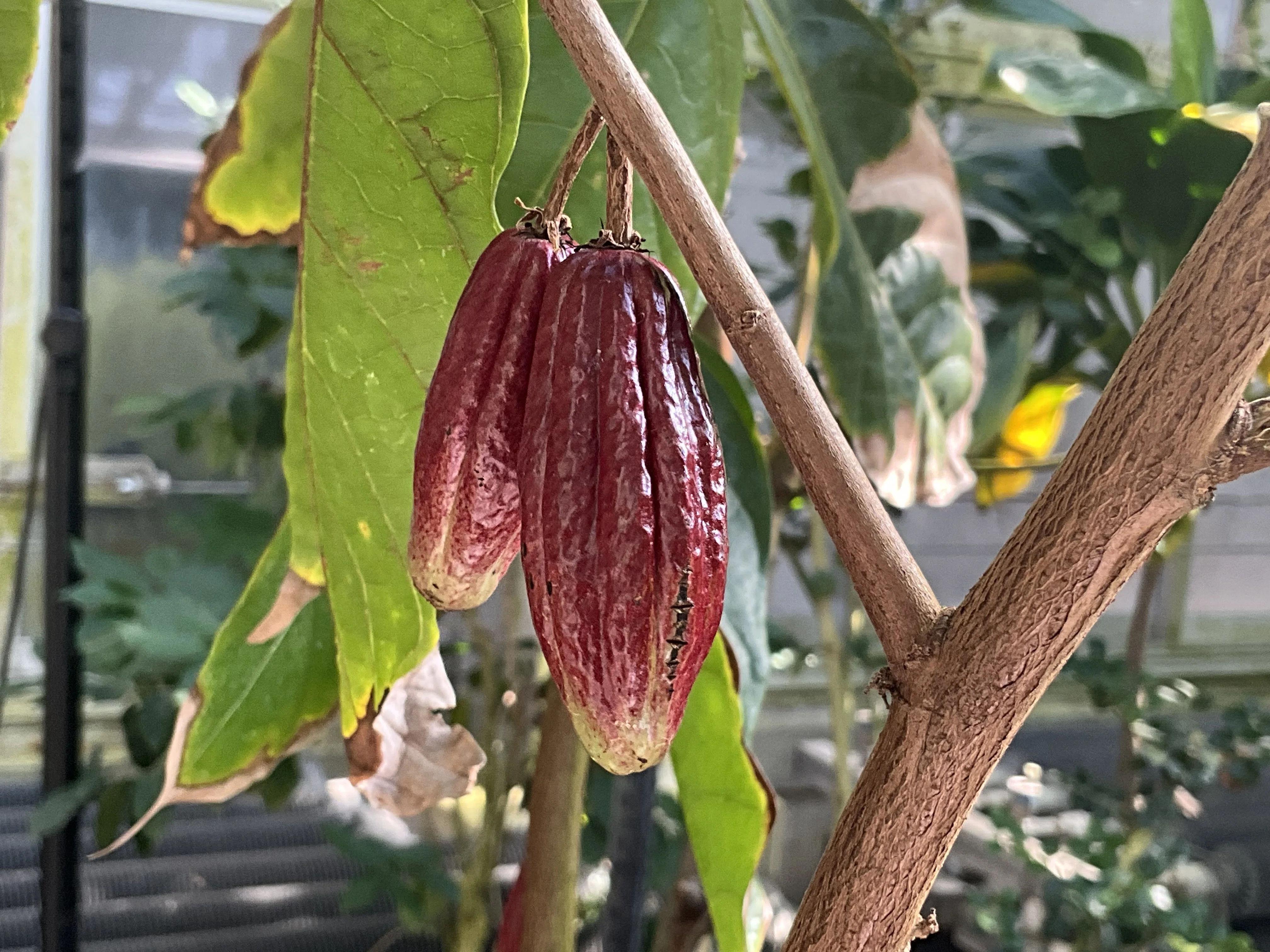 カカオの果実（京都府立植物園）：2026年2月10日（火）｜藤井秀昭