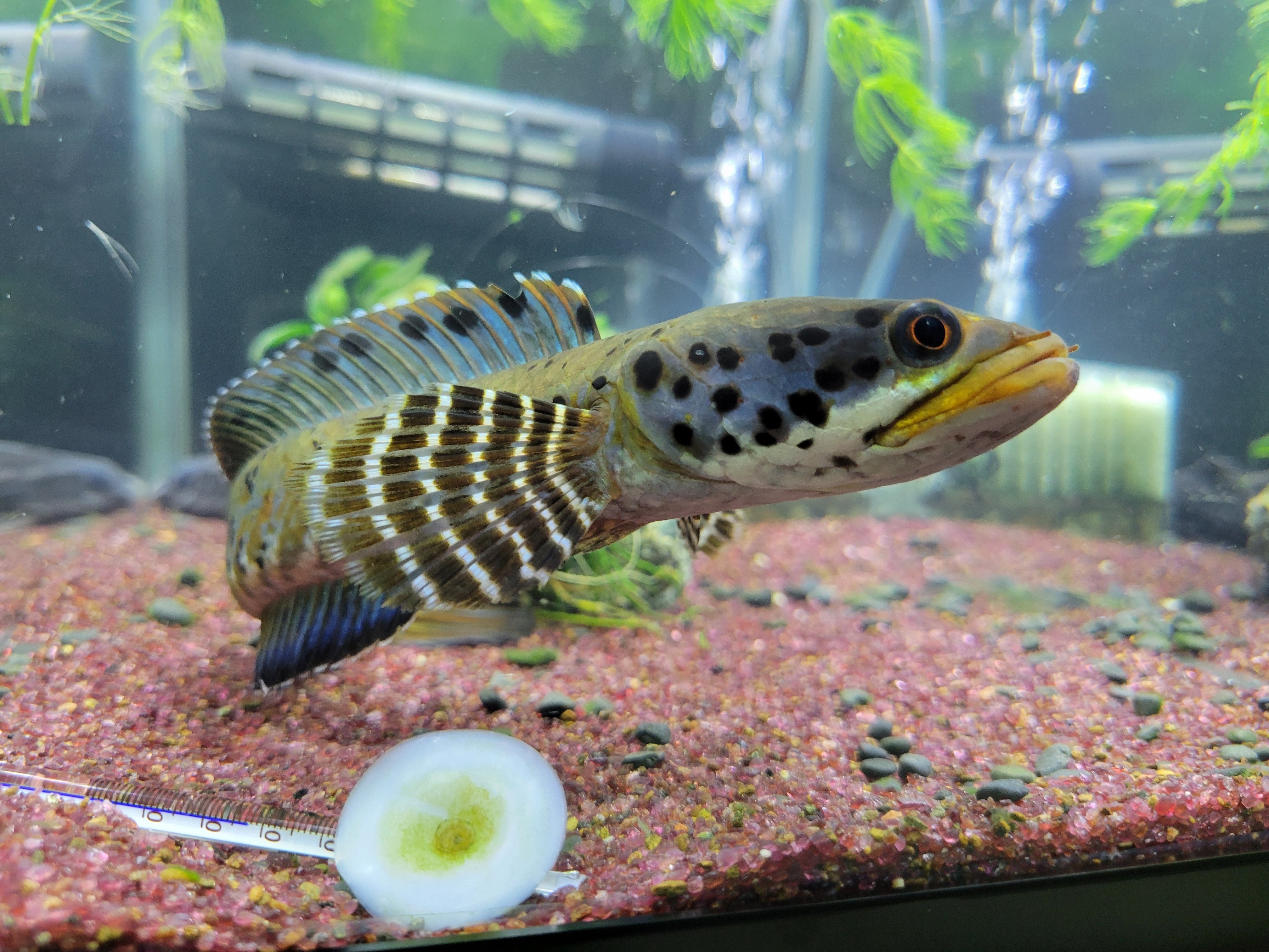 オルナティピンニス チャンナ オルナティピンニス(channa ornatipinnis)飼育の巻｜OSSA