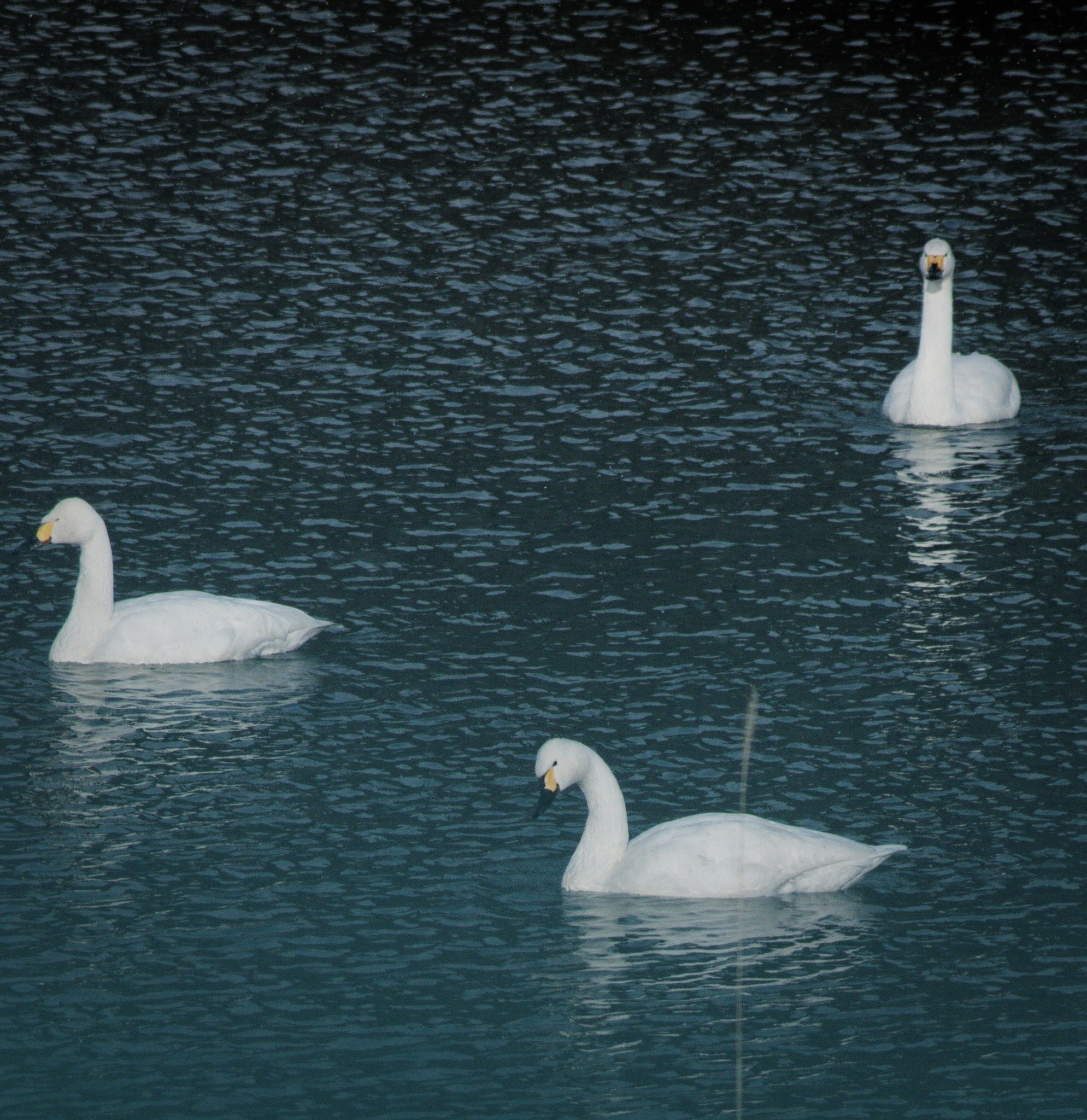 池に白鳥を撮りに行こう｜fueda218