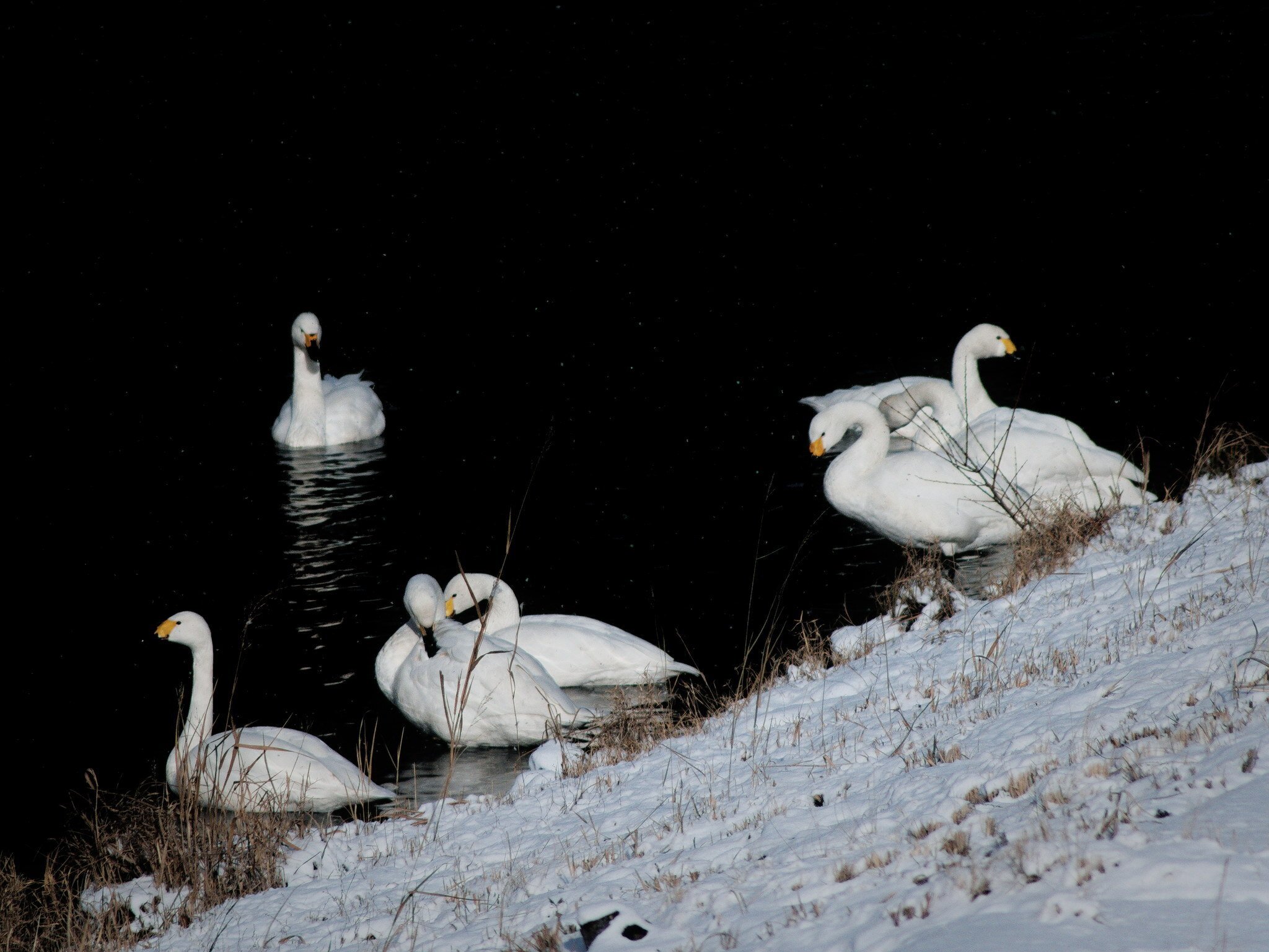 池に白鳥を撮りに行こう｜fueda218
