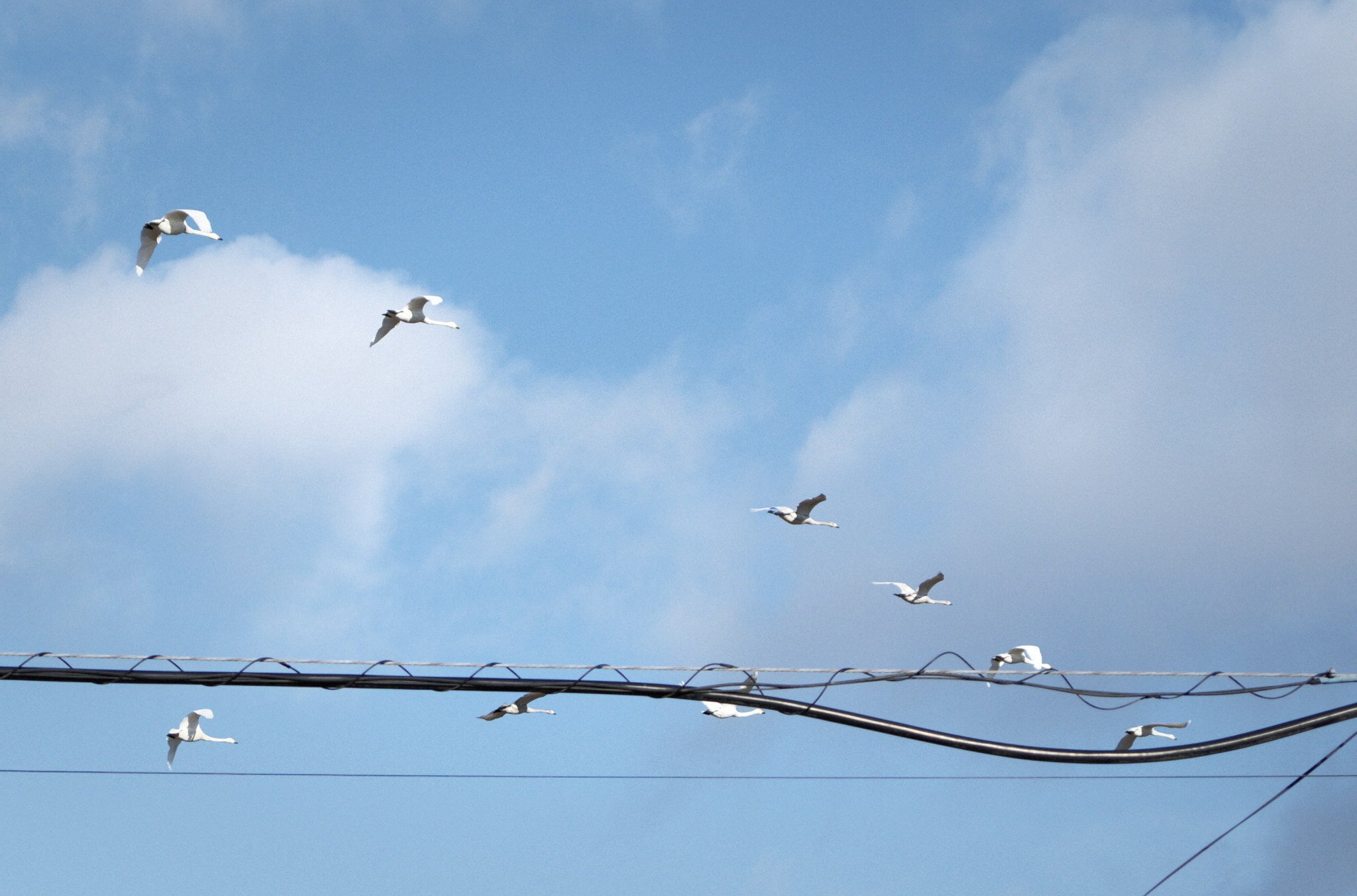 池に白鳥を撮りに行こう｜fueda218