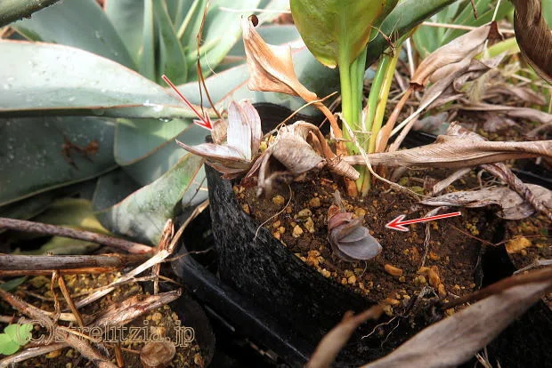 アロエの溢れ種実生｜極楽鳥花植物園
