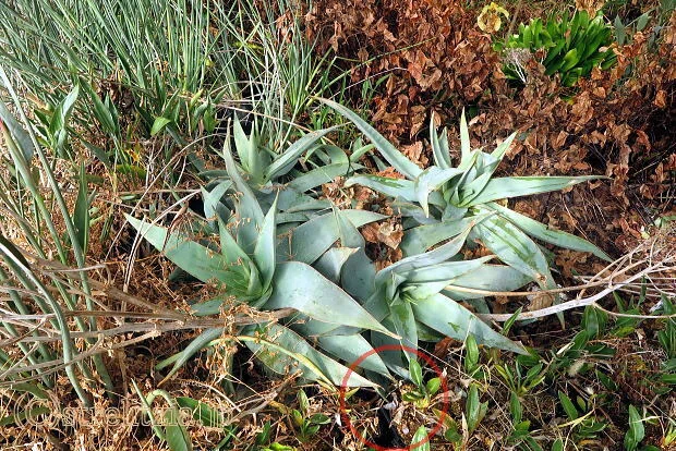 アロエの溢れ種実生｜極楽鳥花植物園