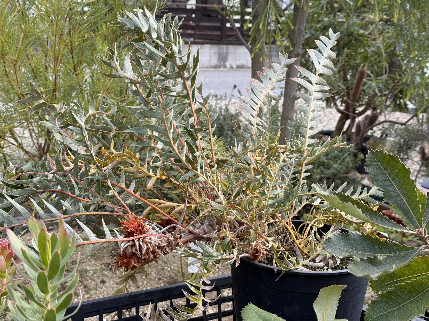 保全版】バンクシア比較一覧｜G⁺