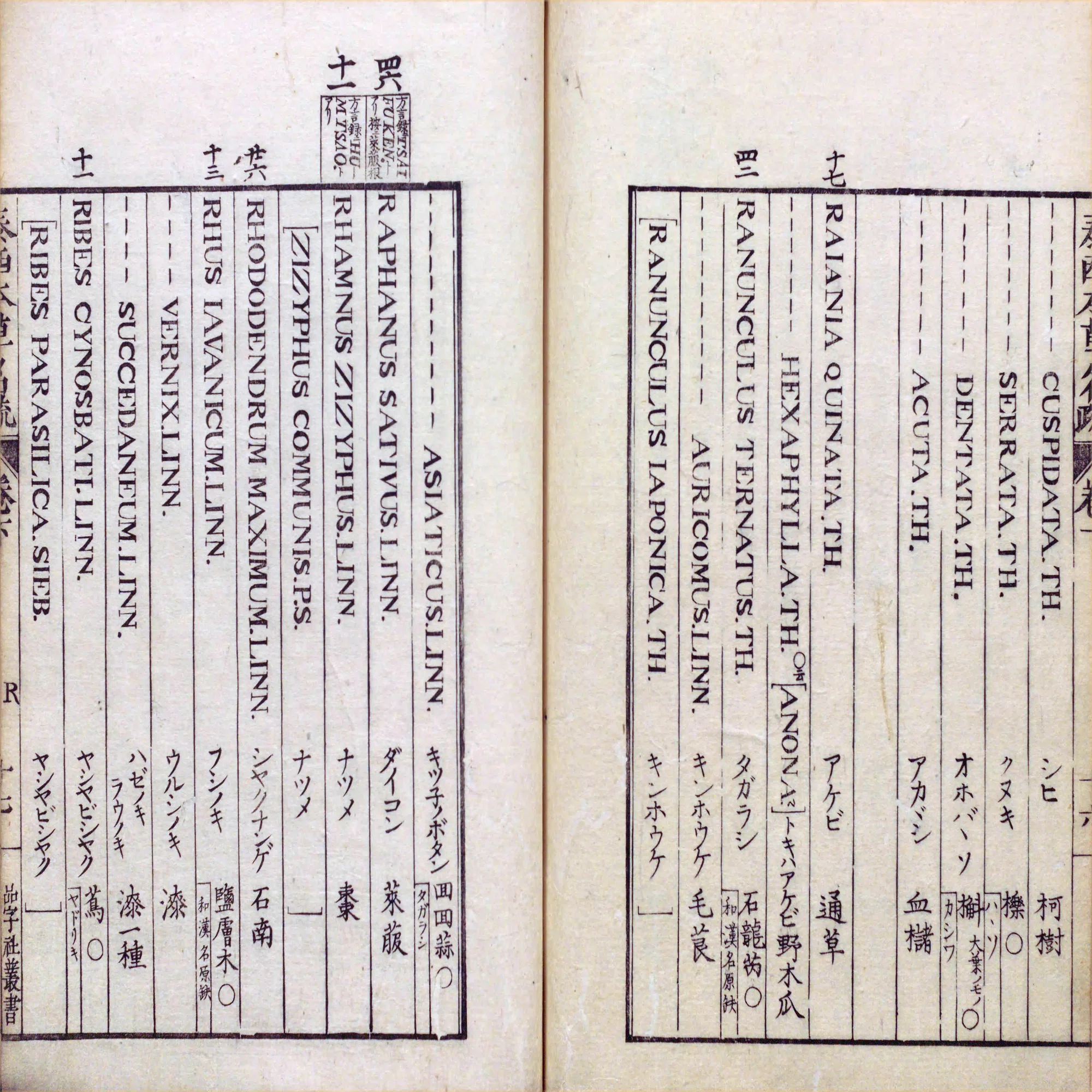 223．本草学から植物学へ 伊藤圭介のツツジ10 総括｜sasayan