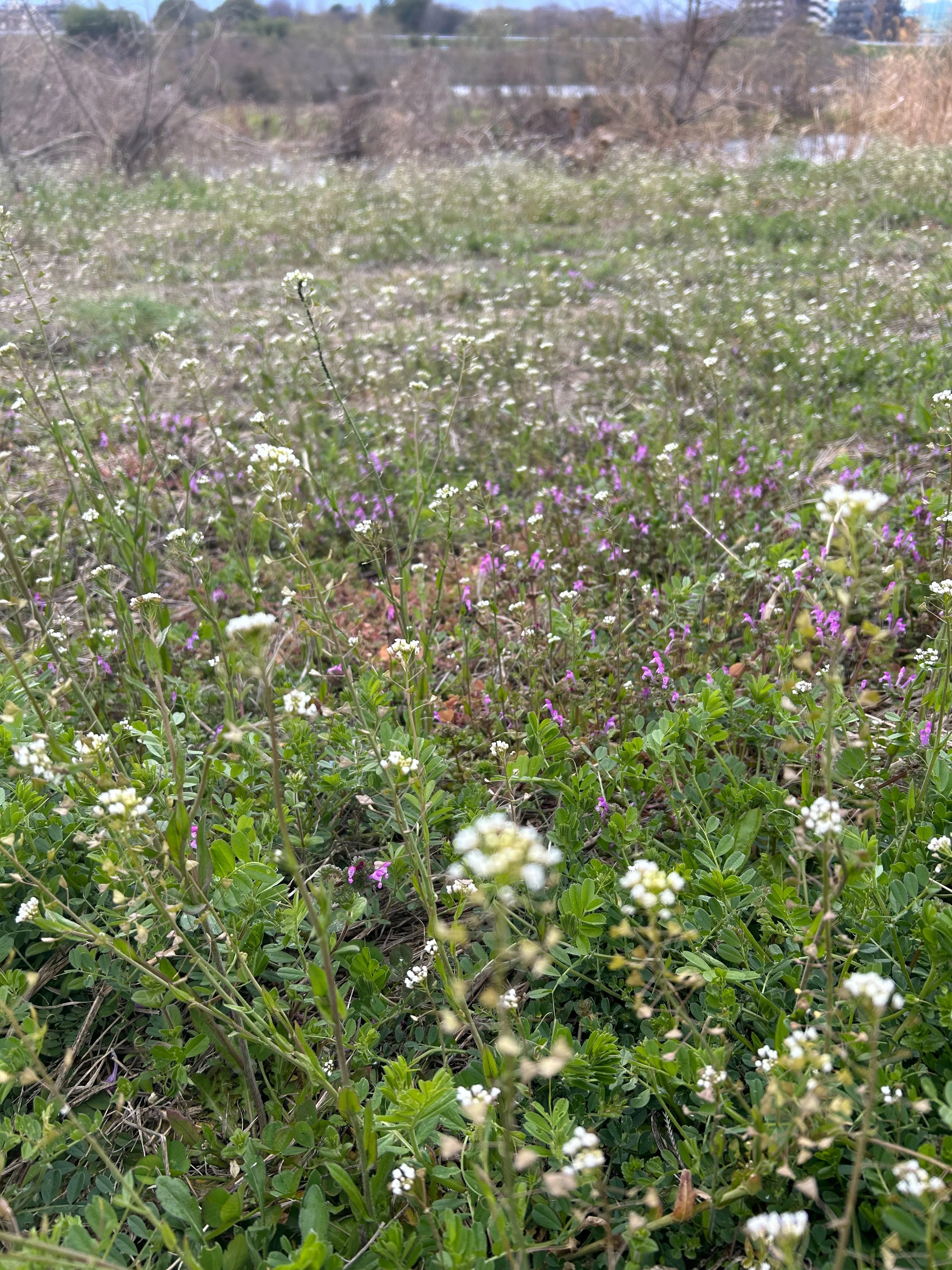 ぺんぺん草は美味しい｜ゆたし