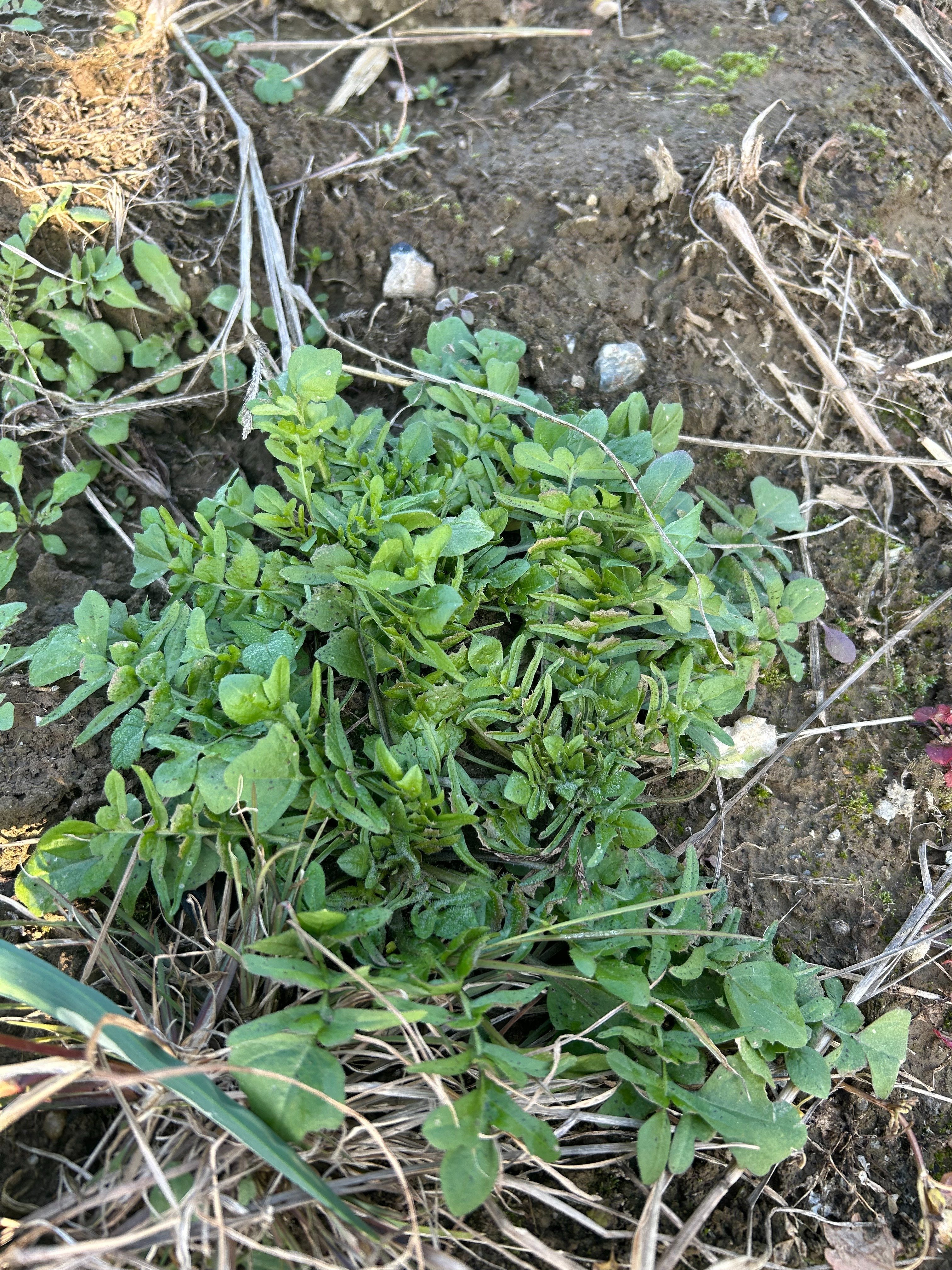 ぺんぺん草は美味しい｜ゆたし