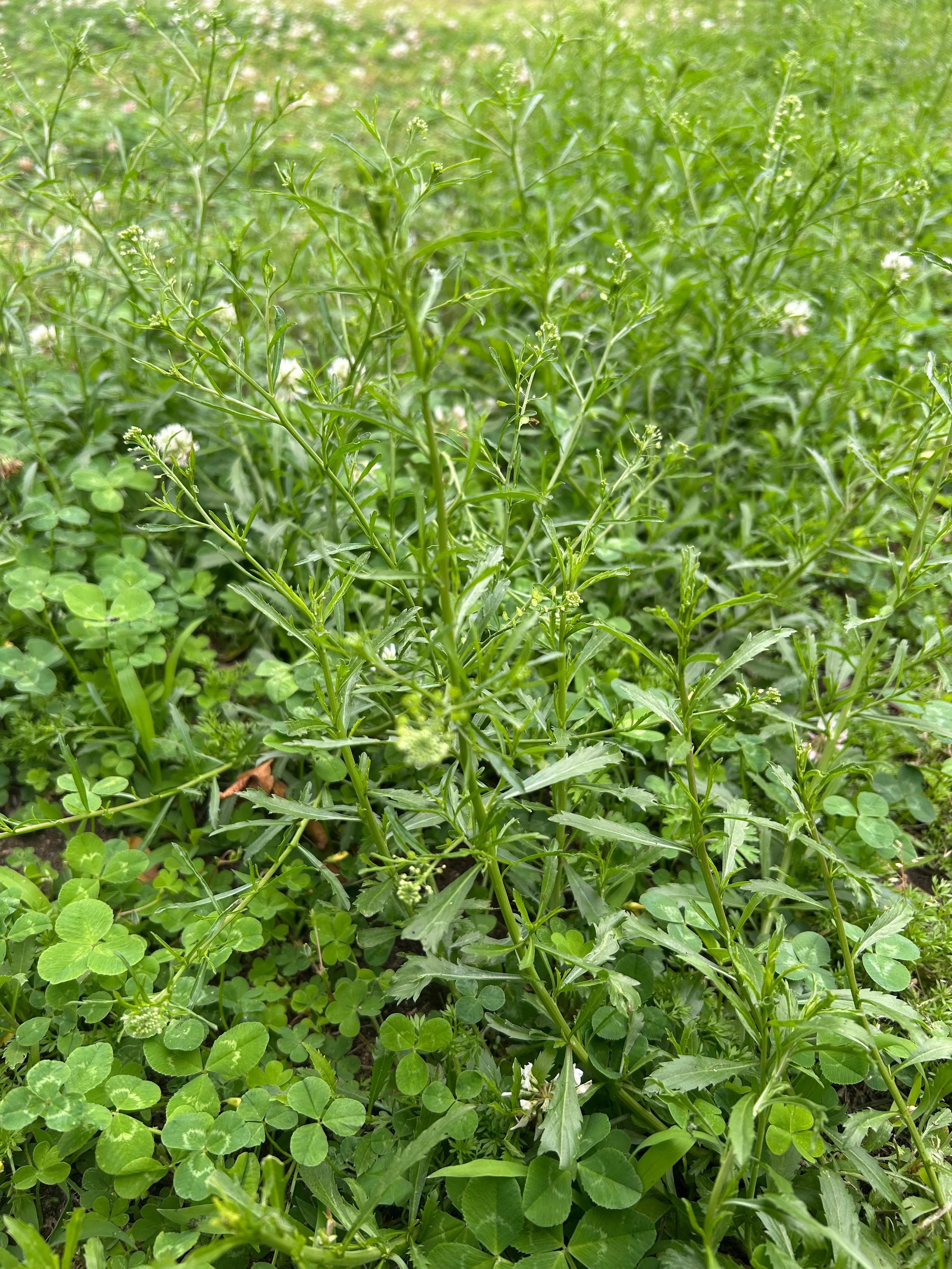 ぺんぺん草は美味しい｜ゆたし
