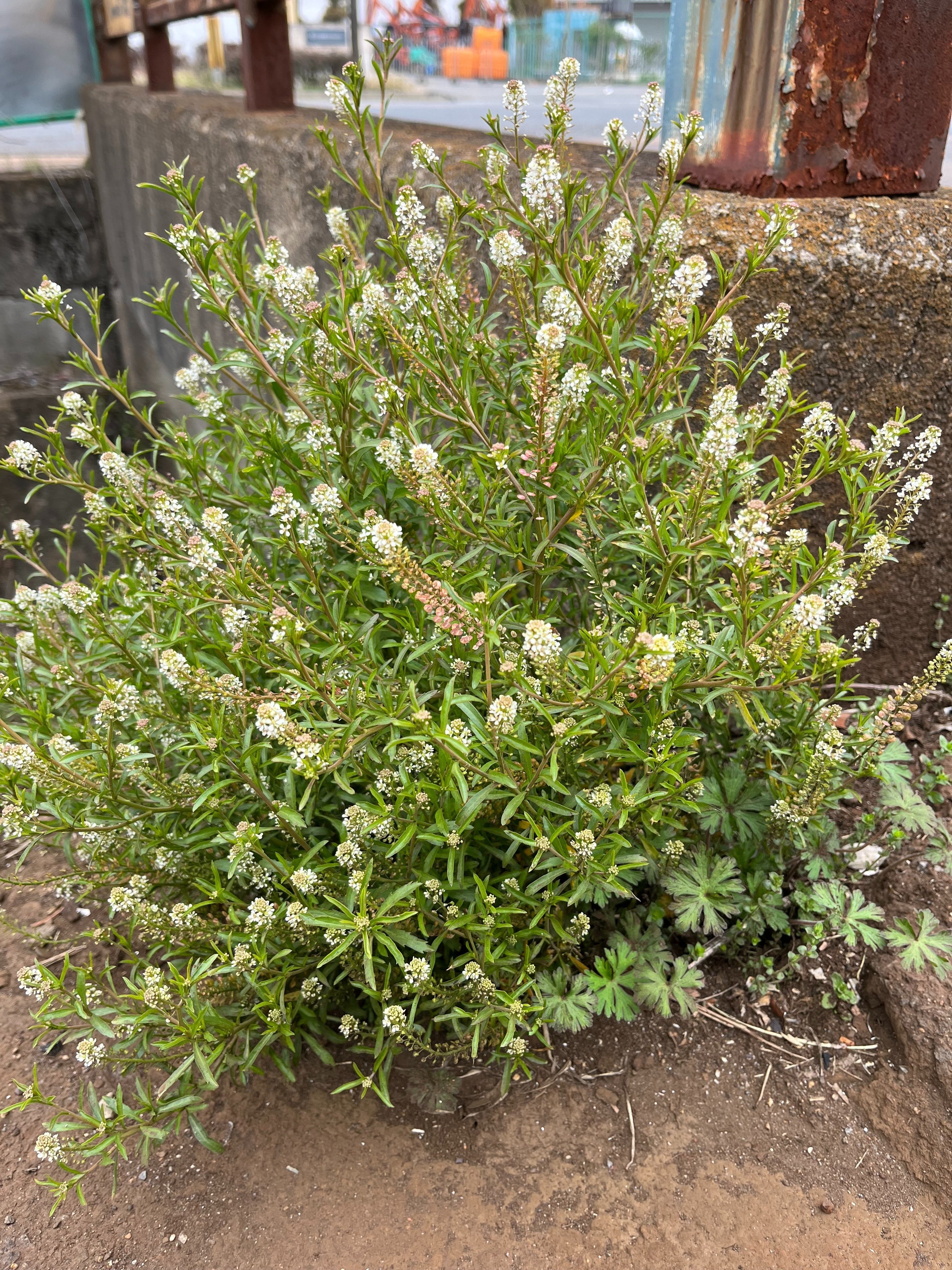 ぺんぺん草は美味しい｜ゆたし