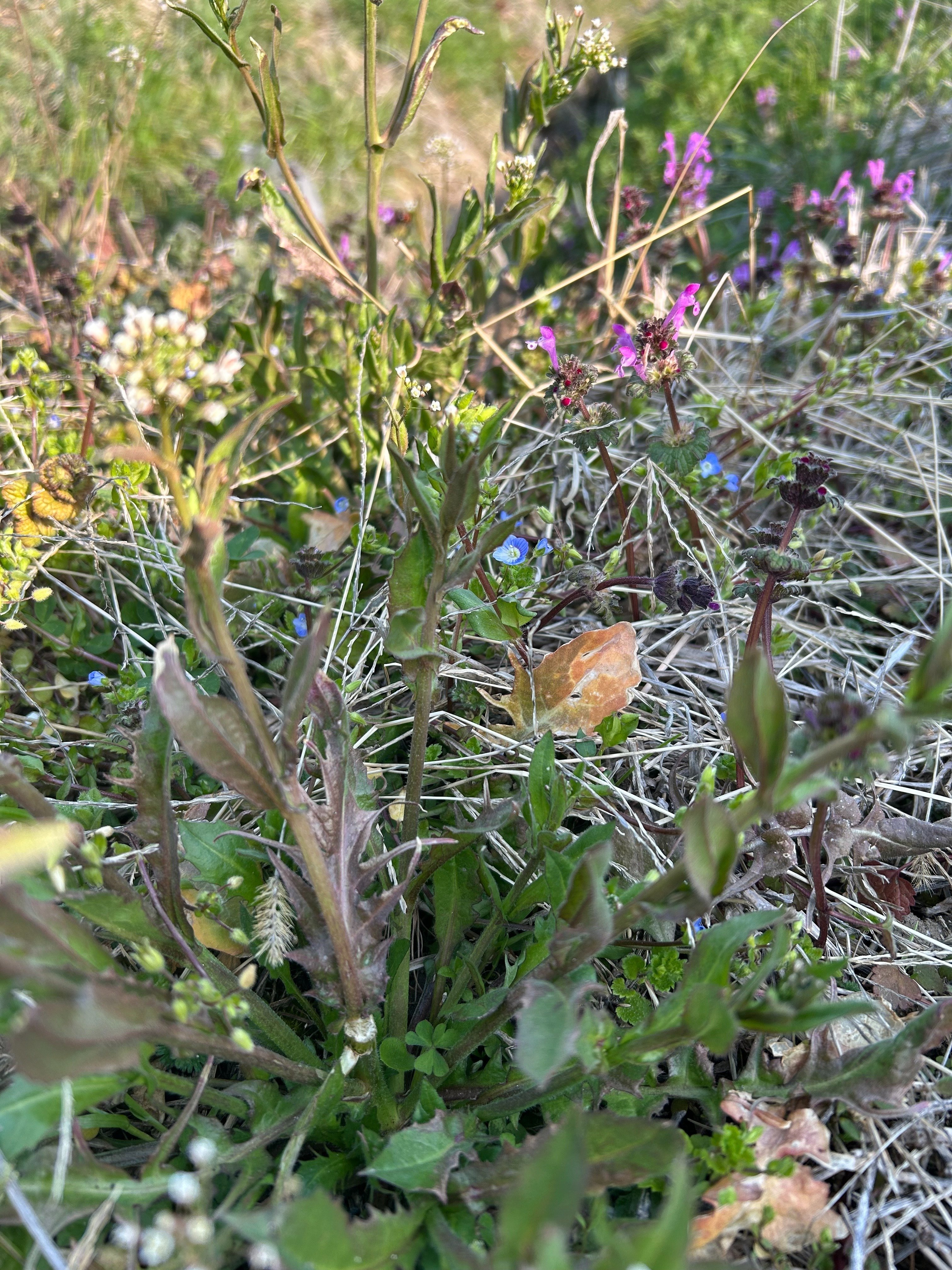 ぺんぺん草は美味しい｜ゆたし