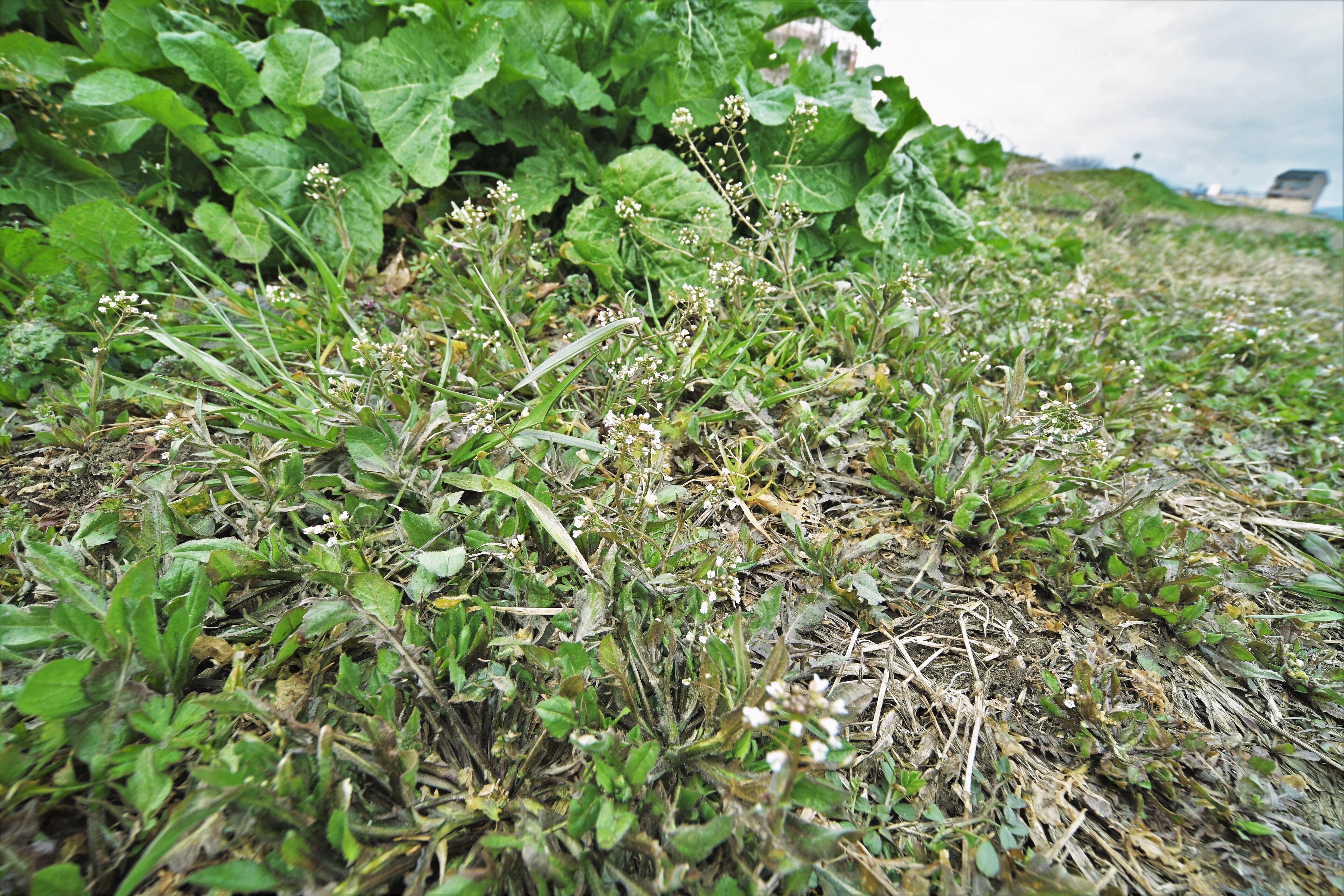 ぺんぺん草は美味しい｜ゆたし