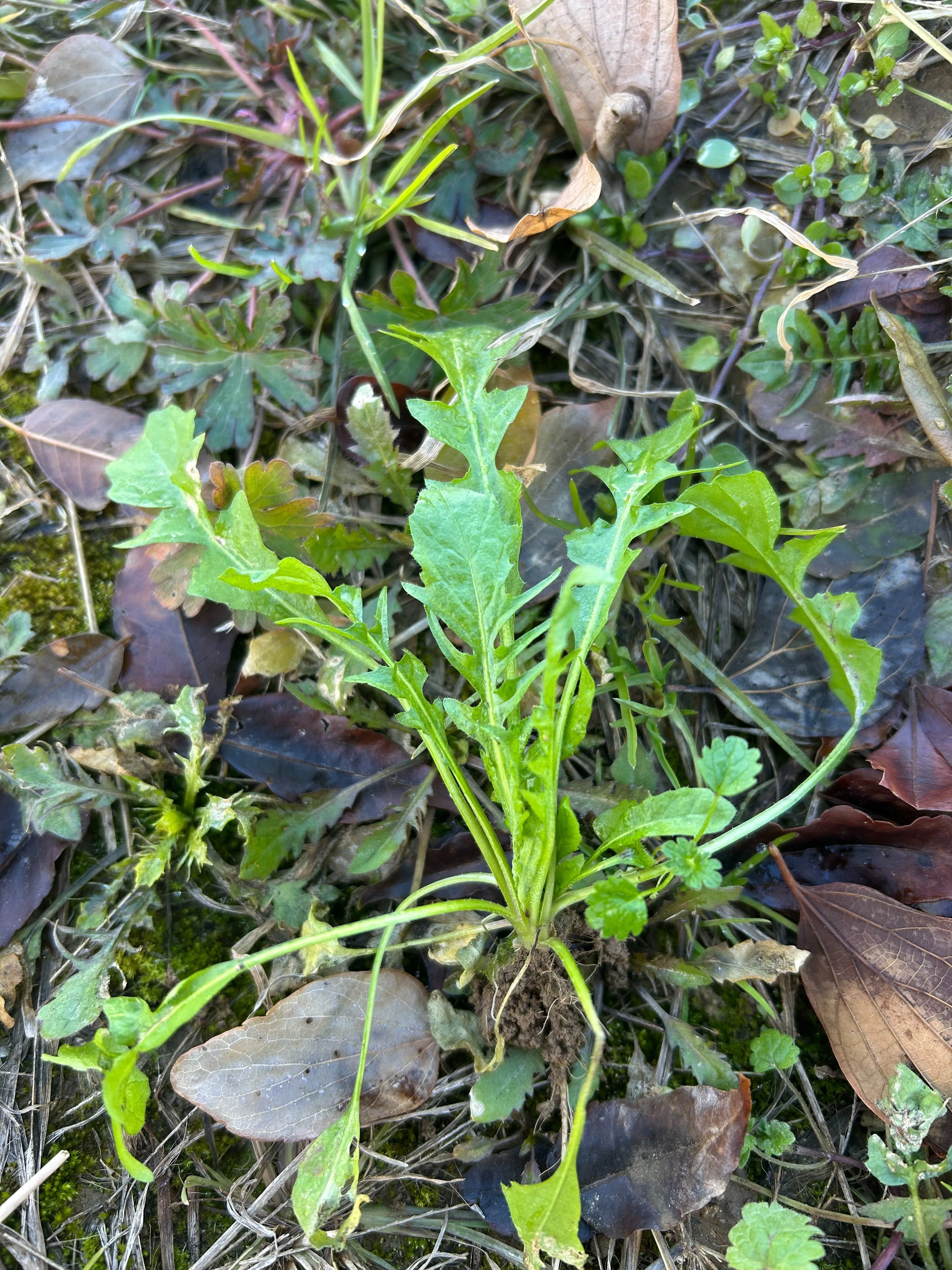 ぺんぺん草は美味しい｜ゆたし
