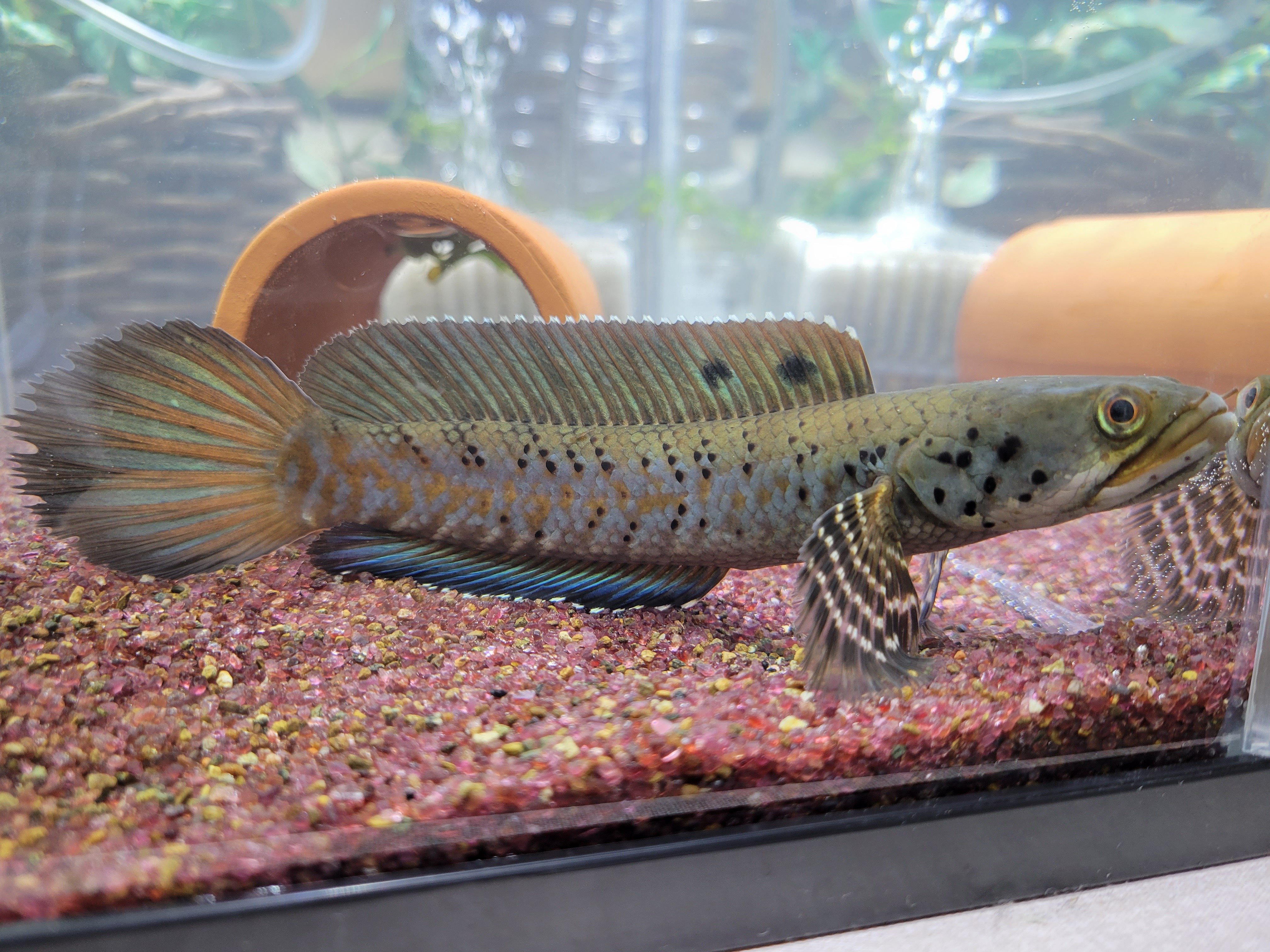 オルナティピンニス チャンナ オルナティピンニス(channa ornatipinnis)飼育の巻｜OSSA