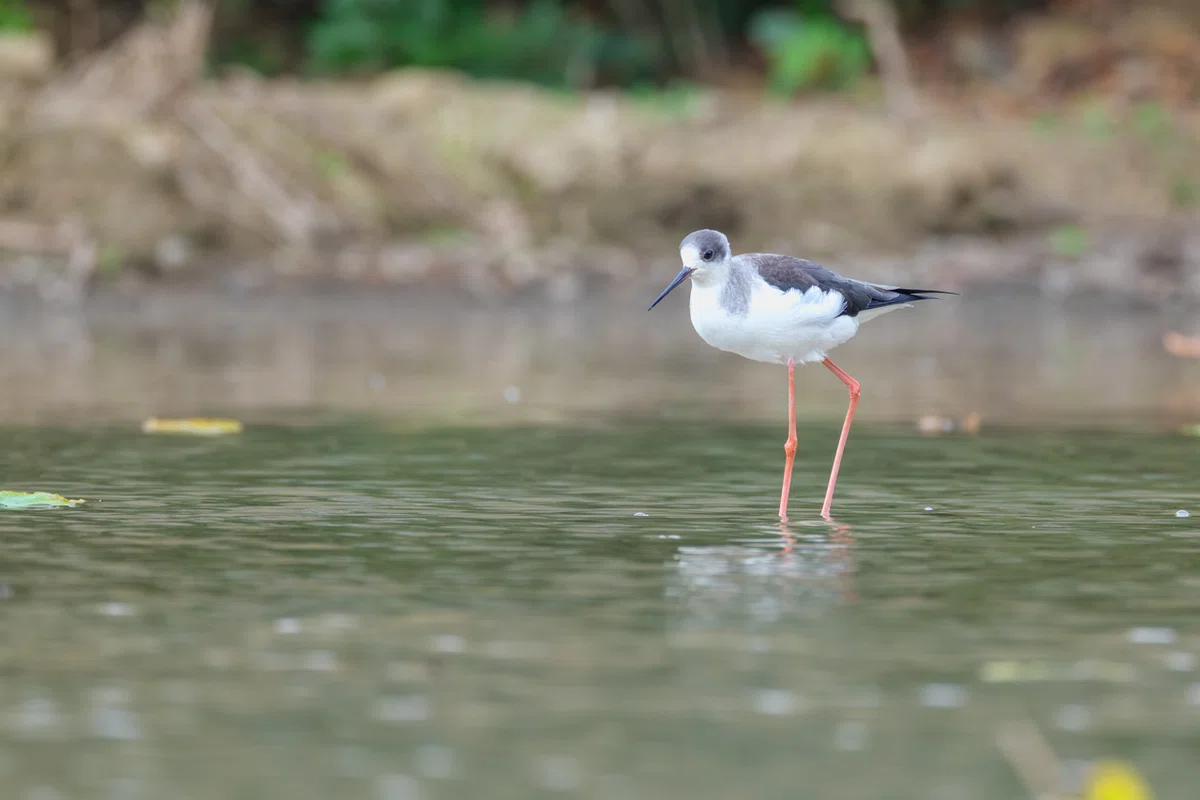 台湾野鳥観察記|北部の水田で淡水シギを探す強風の一日|Kaz Minematsu