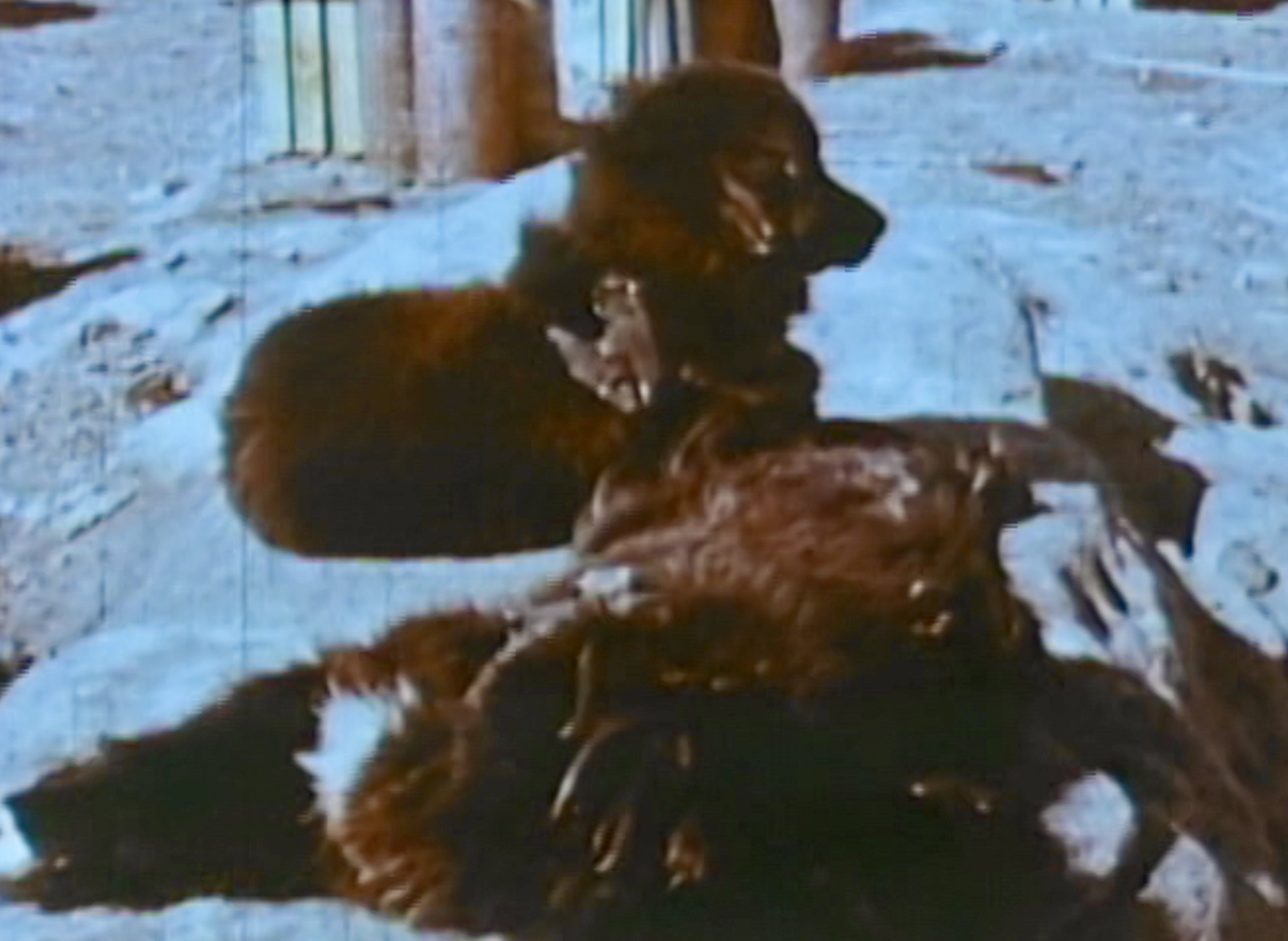 映画と史実、その両方に触れてもらうために 〜DVD『南極物語』の特典