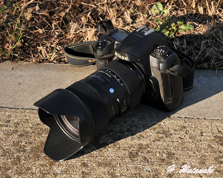 15年ぶりにニコンD100で撮ってみた｜渡邊博士