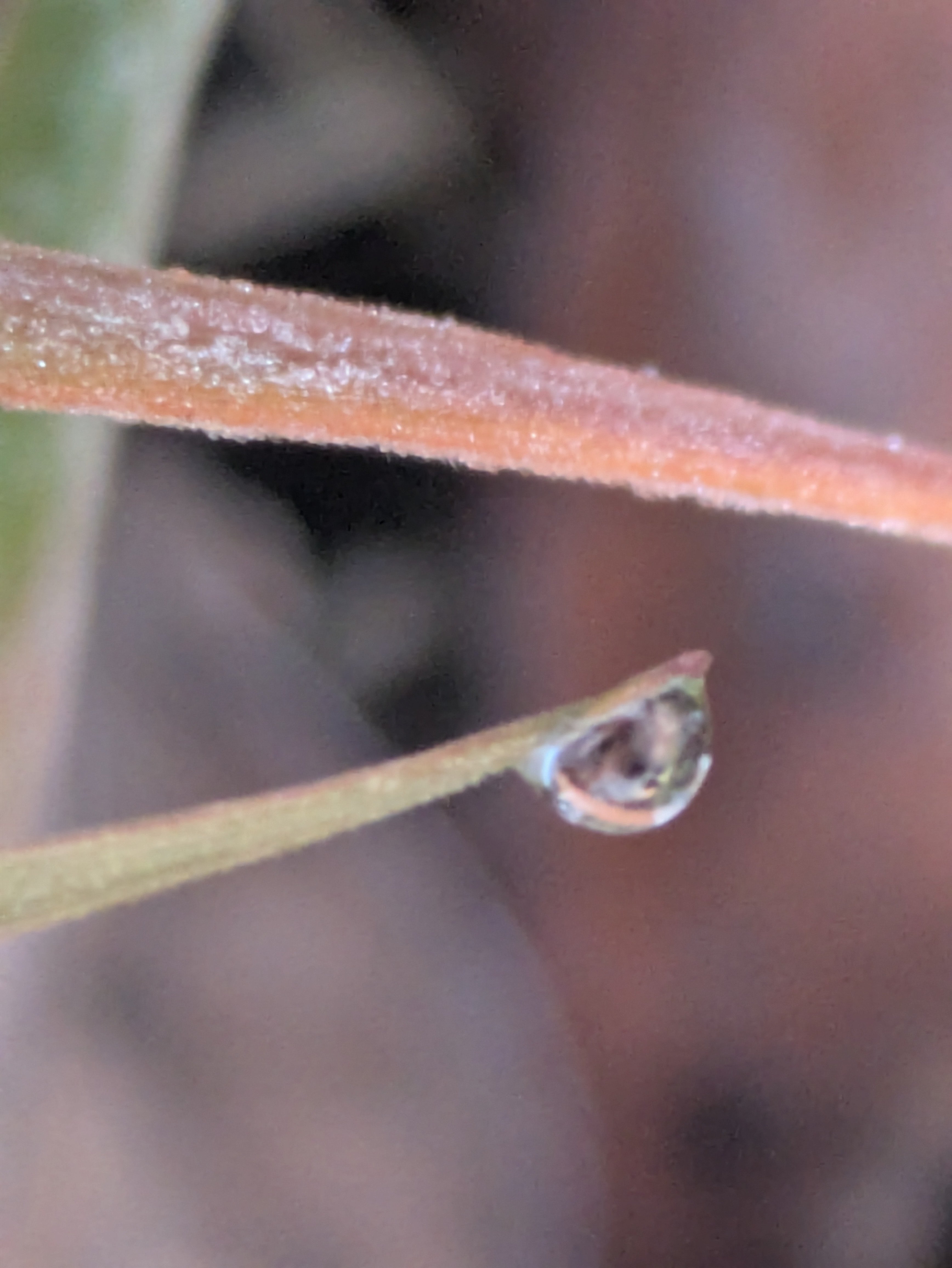 今朝の水滴｜ichiro70