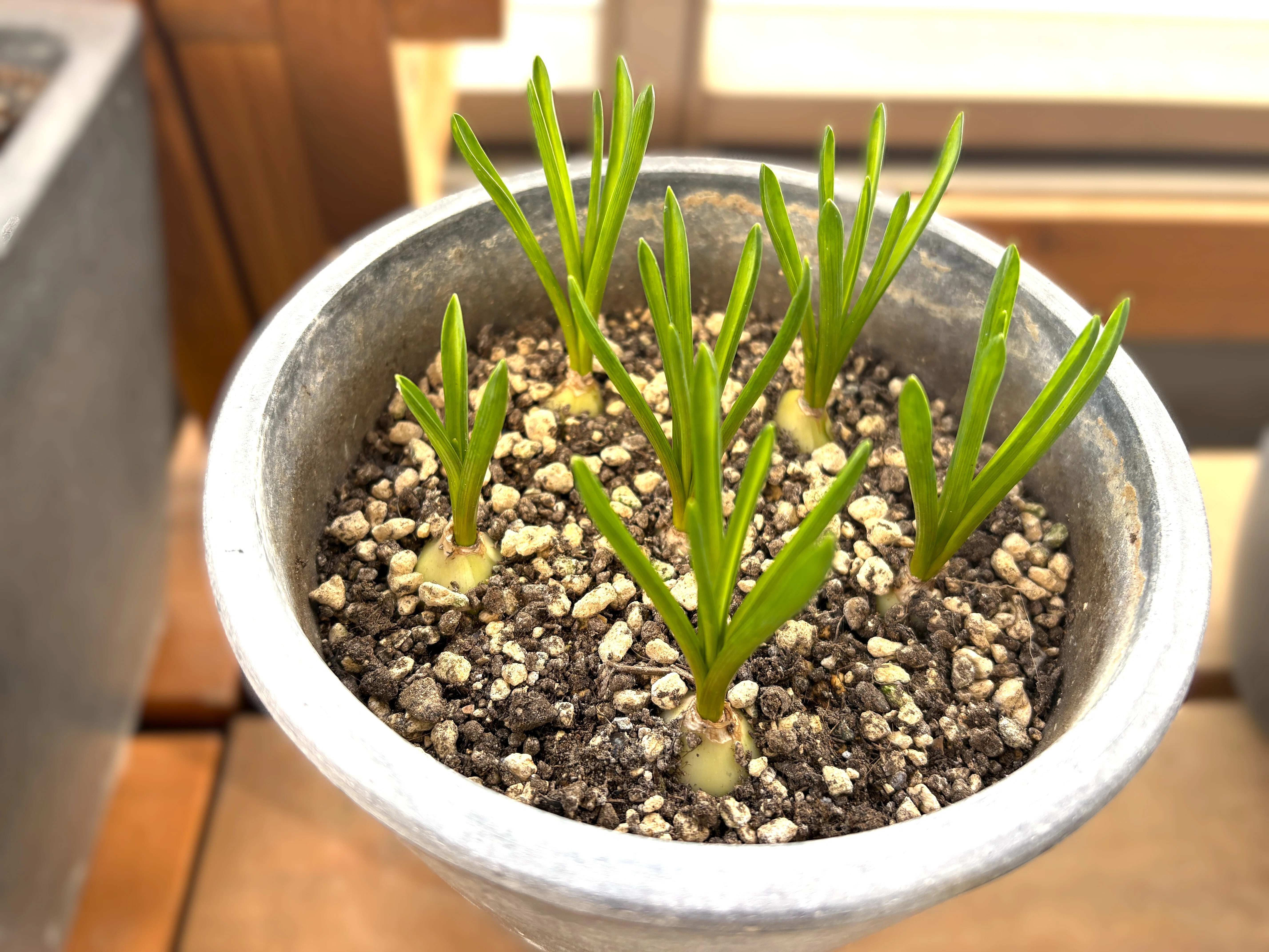 球根いろいろ｜緑の頭がぞくぞくと出現🌱🌱｜ラムネ