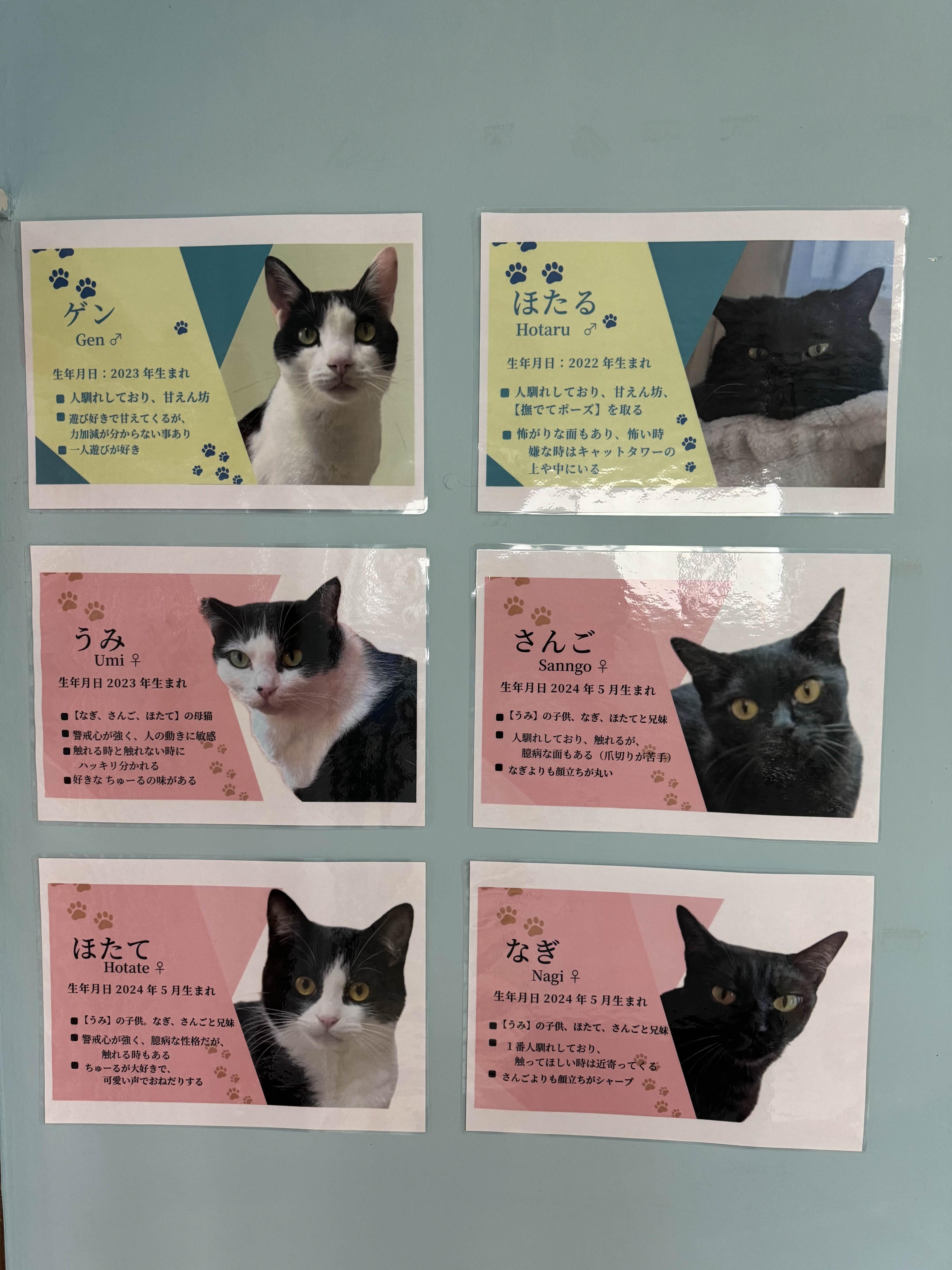 にゃんごろも 看板猫 プロフィール（簡易暫定版2026年1月15日時点