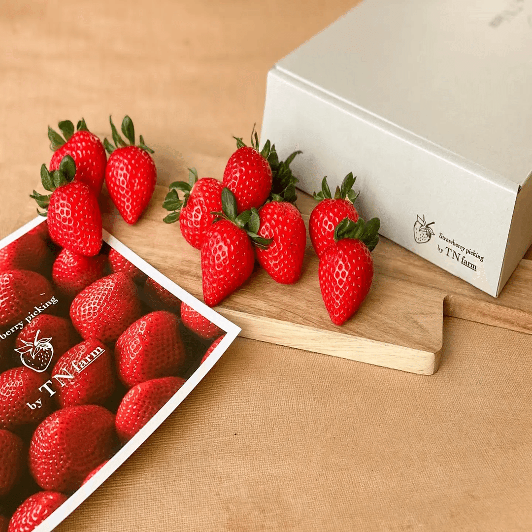 2026年いちご最新事情】猛暑を越えた「農家の執念」と「逆転の甘さ