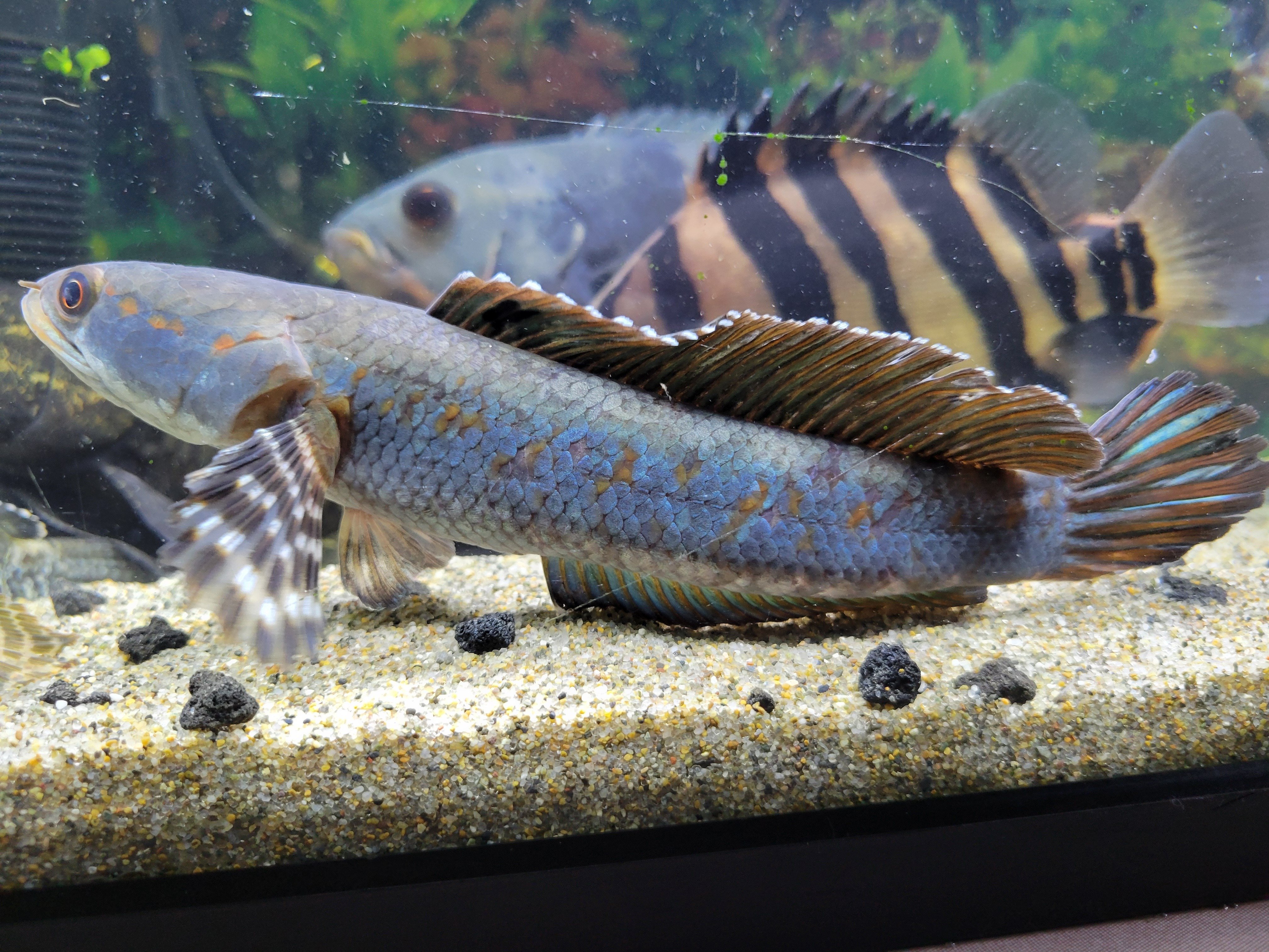チャンナ オルナティピンニス(channa ornatipinnis)飼育の巻｜OSSA