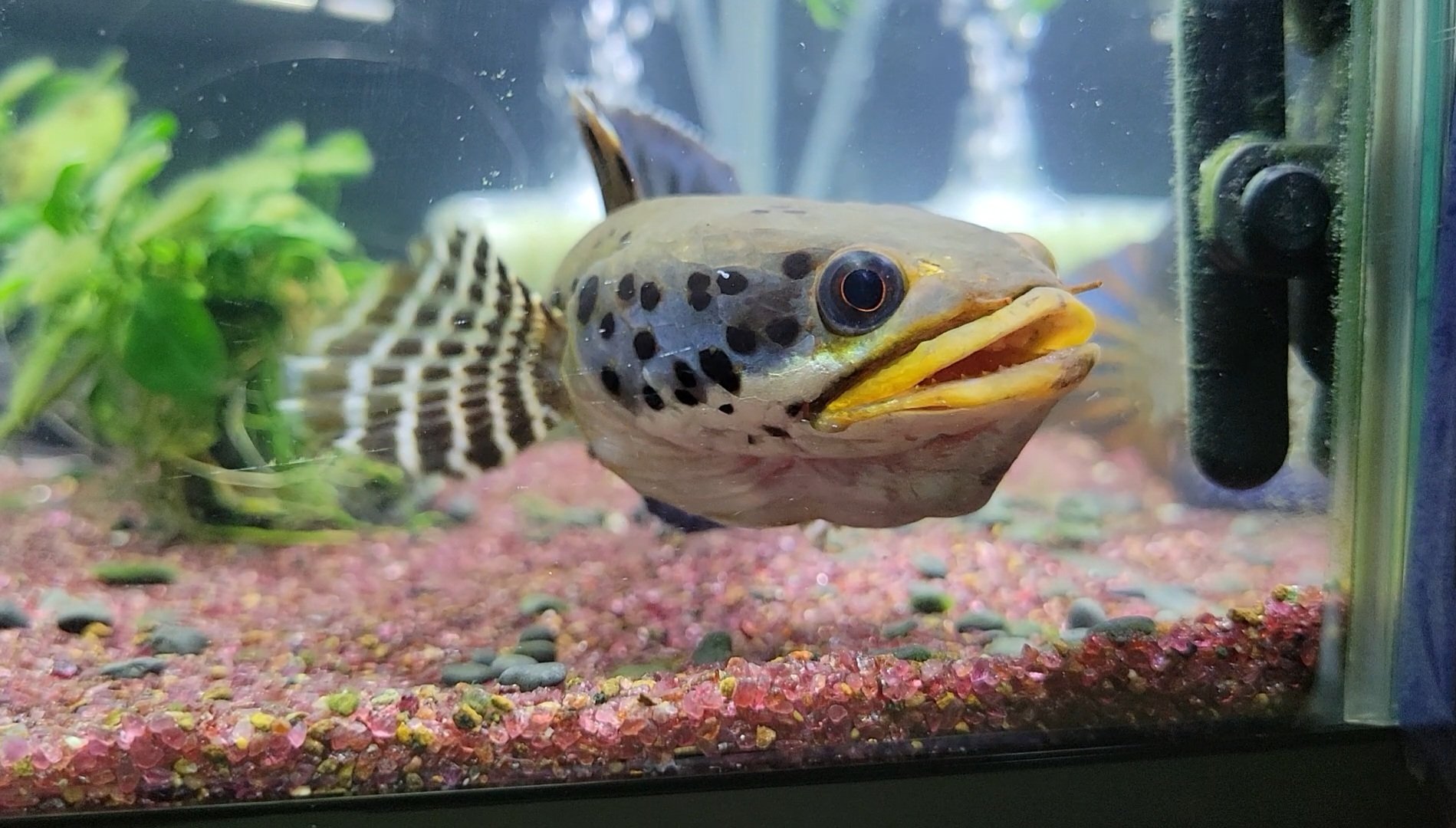 チャンナ オルナティピンニス(channa ornatipinnis)飼育の巻｜OSSA