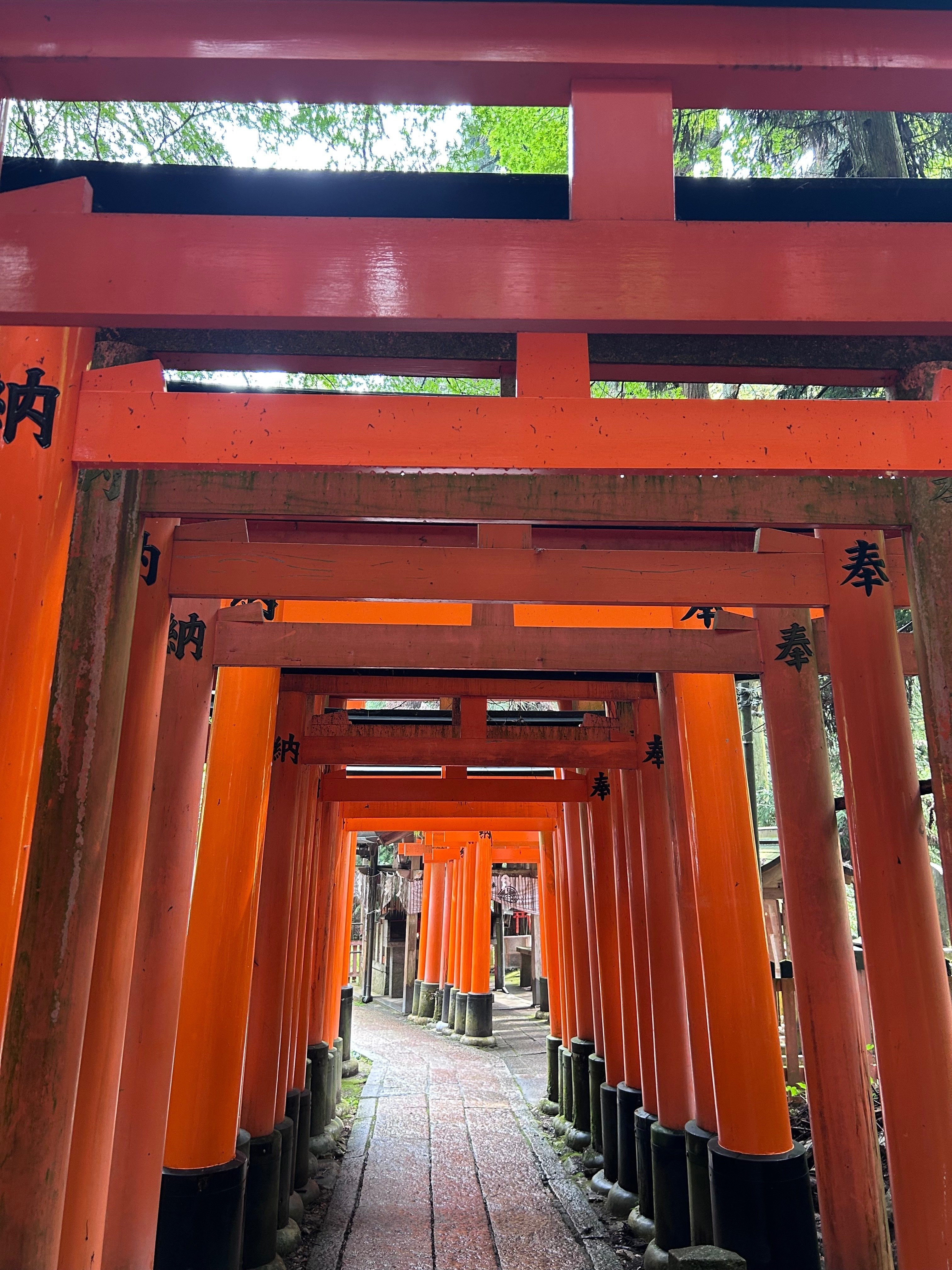 京都・伏見稲荷大社の稲荷山にのぼり、受験について考えてみた｜night owl