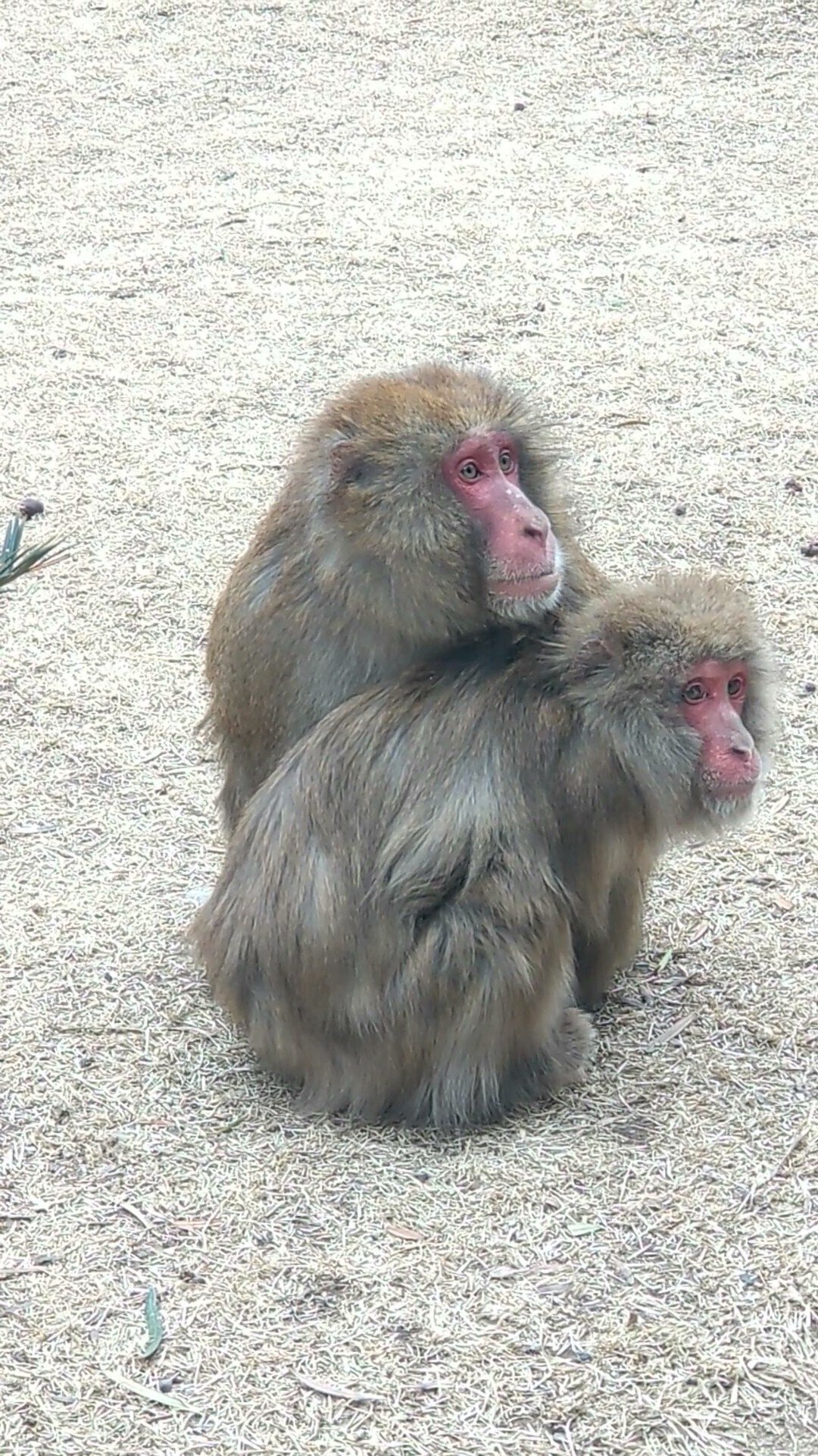 33あとがき『カギとサクラコが教えてくれたこと』｜sora.11