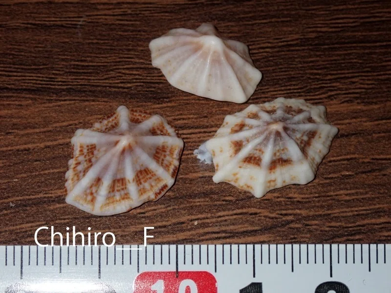 拾いに行くならこんな貝殻㉞オカミミガイ,アラレタマキビ,コウダカ