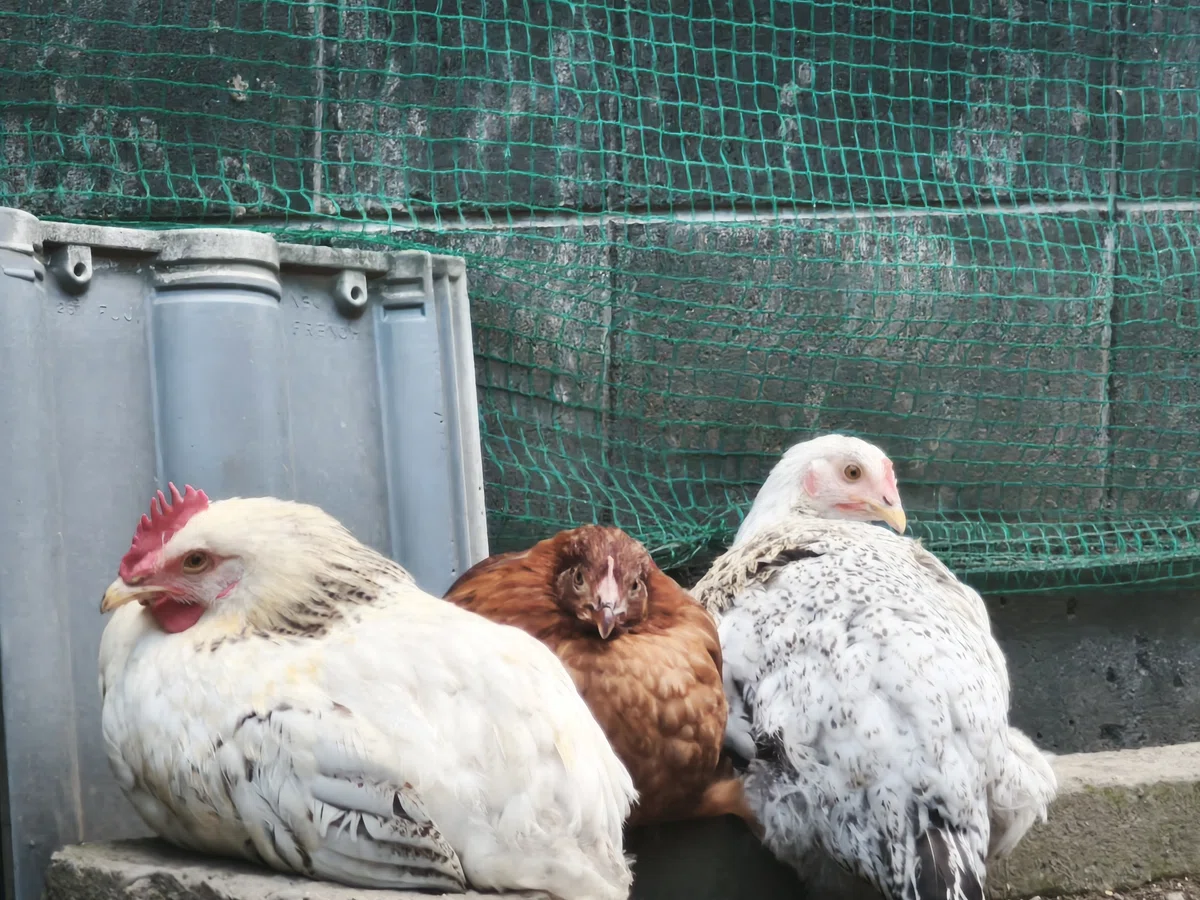 にわとりとの暮らしについて【移住生活】｜古民家とわたしと時々にわとり🐓