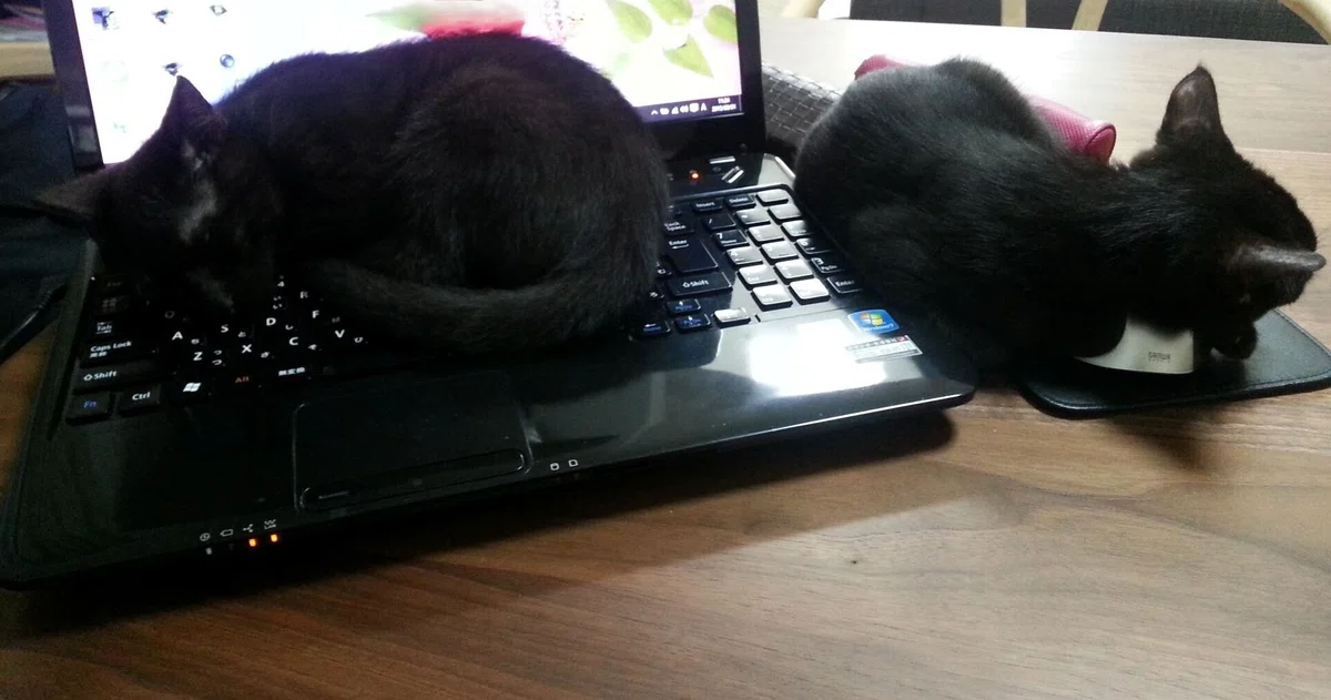 PCの上で寝る猫