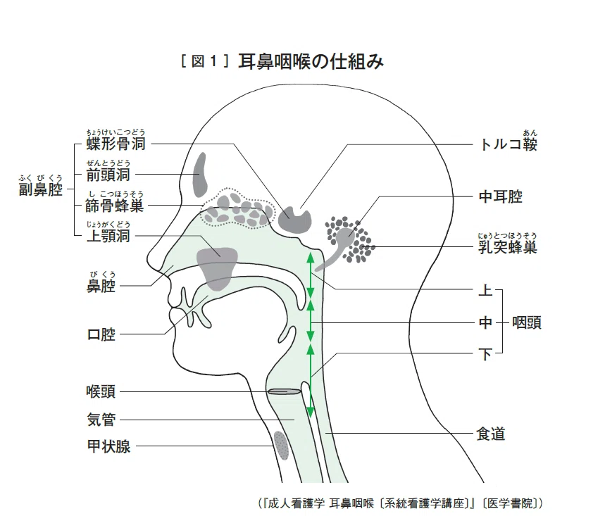 耳鼻科歴約55年の医師が答える】耳・鼻・のどの病気、知りたいことが