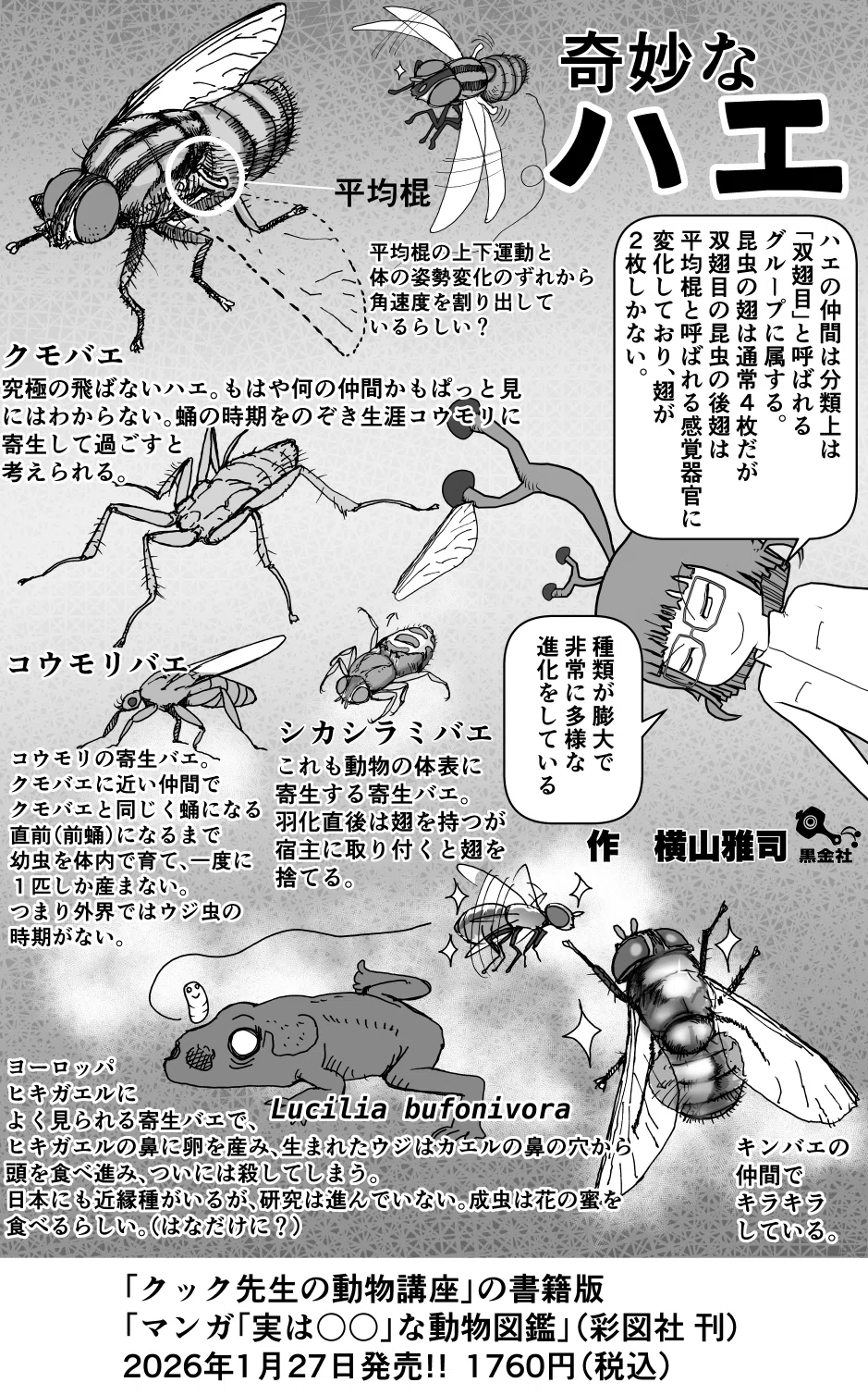 クック先生の動物講座 1p解説「奇妙なハエ」|横山雅司/YOKOYAMA 3DCG Art Works
